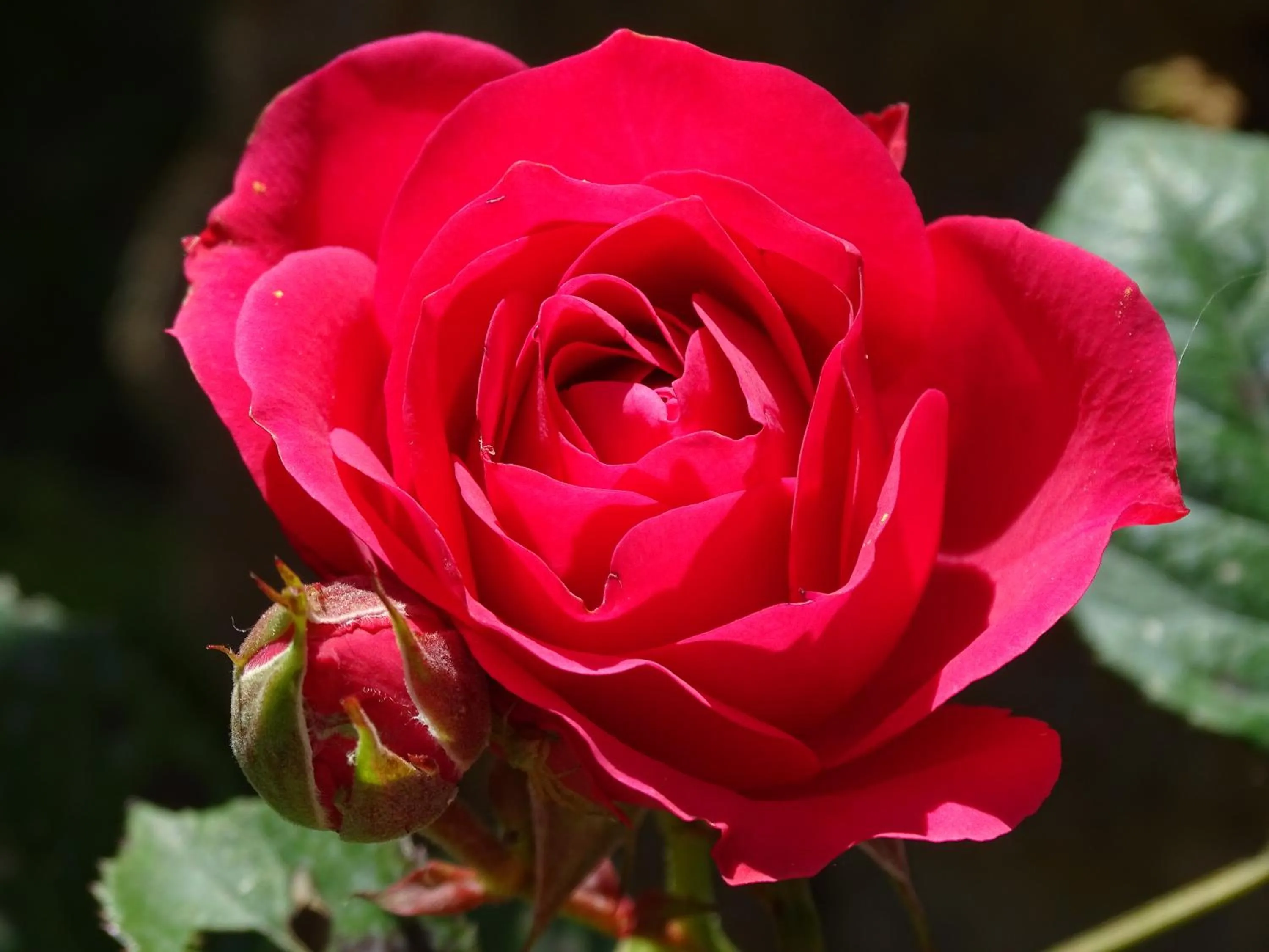 Garden in B&B La Dolce Vita