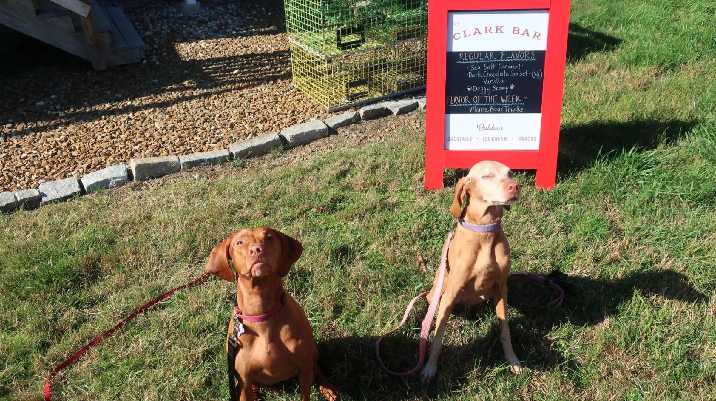 Pets in The Craignair Inn & Causeway Restaurant