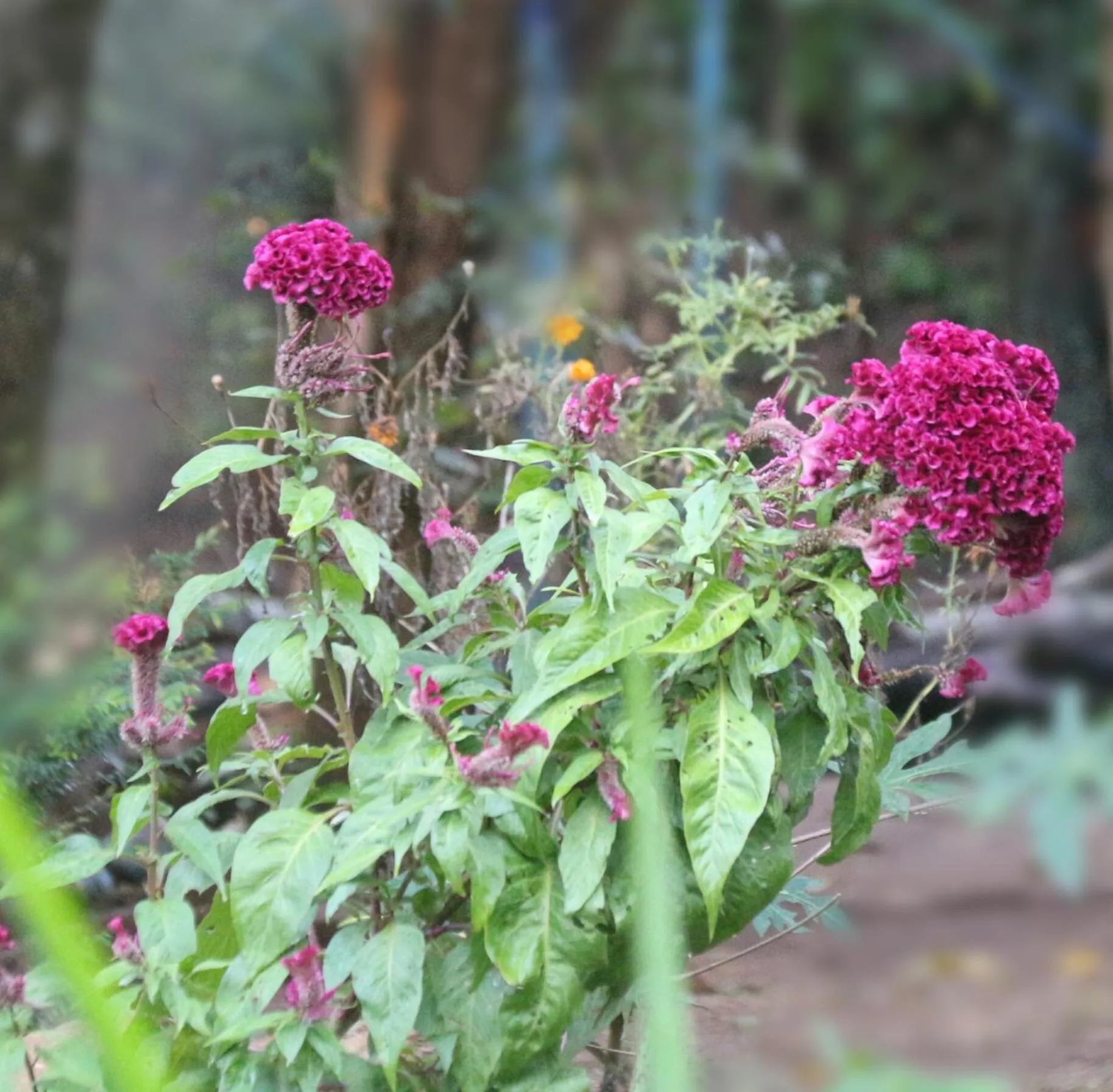 Apple Sara Home Stay