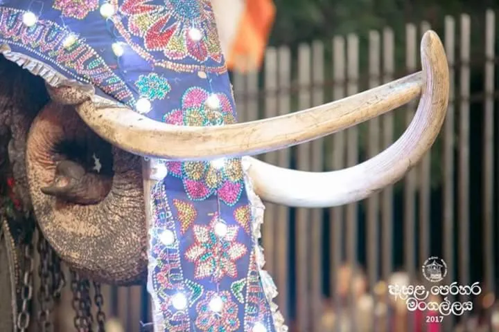 Apple Sara Home Stay