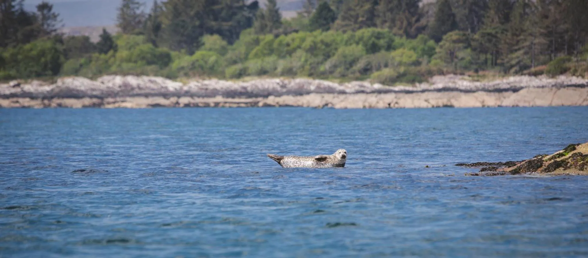 Sea view in Parknasilla Resort & Spa