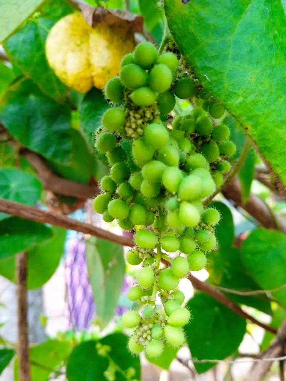 Property building in AnBang Morning Glory Beach Homestay 호이안 안방비치 숙소호텔