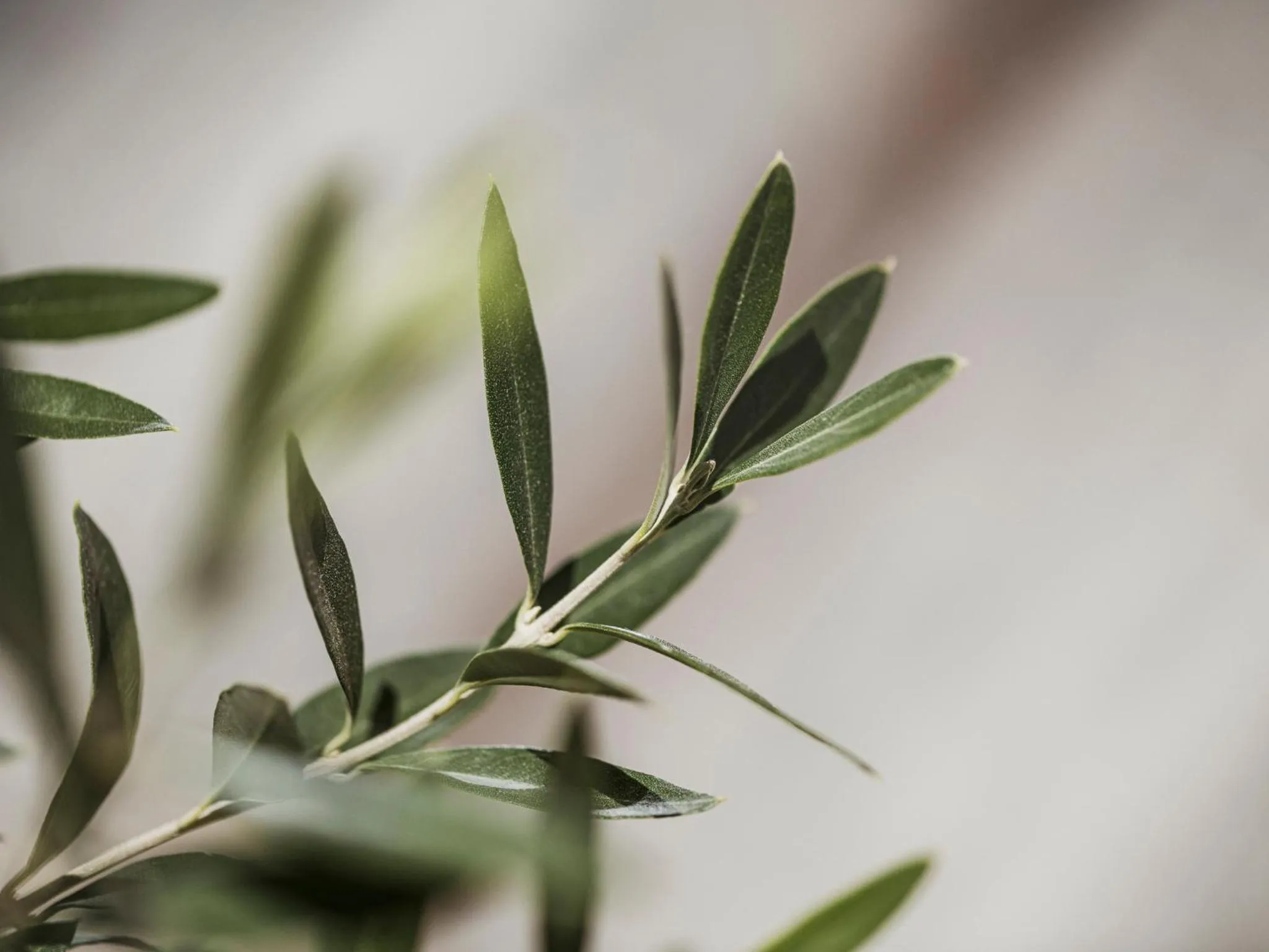 Appartementhaus Sennhüttn