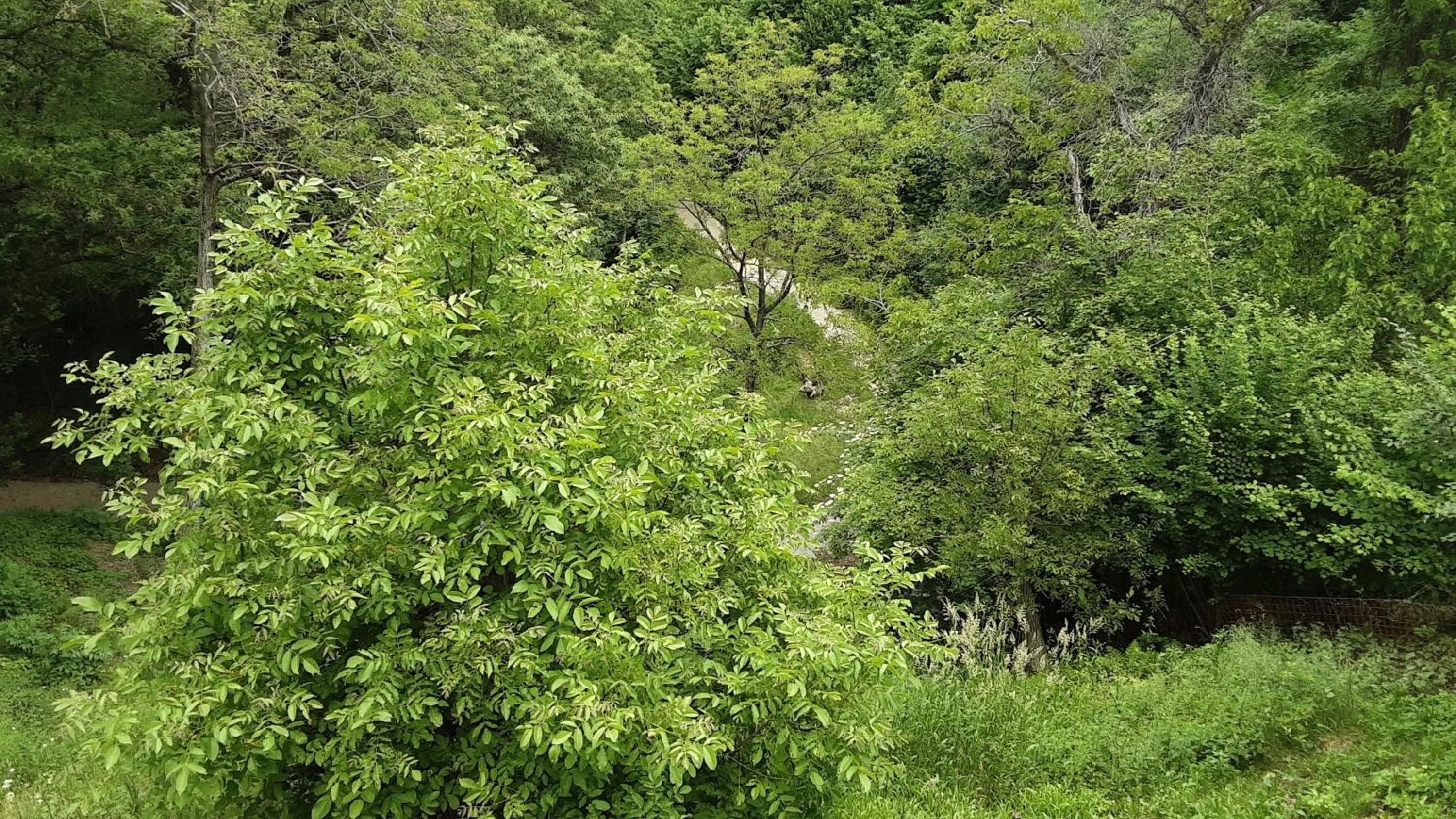 Garden view in Bed and Breakfast Isabella