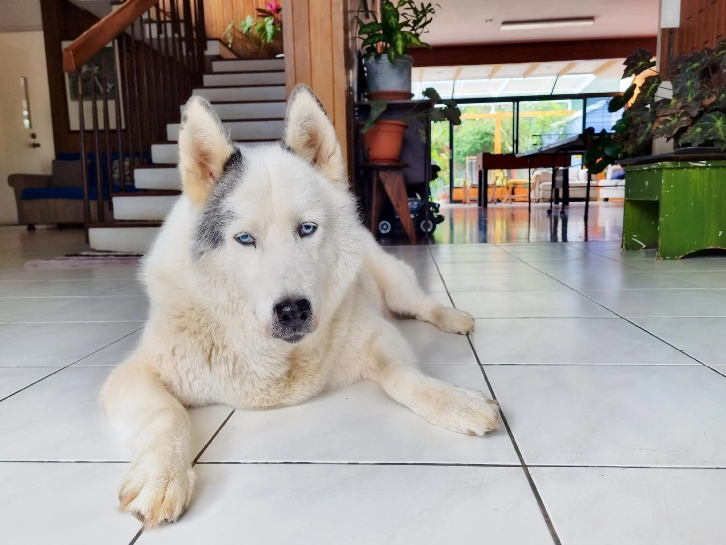 Pets in Casa Jardin del Mango