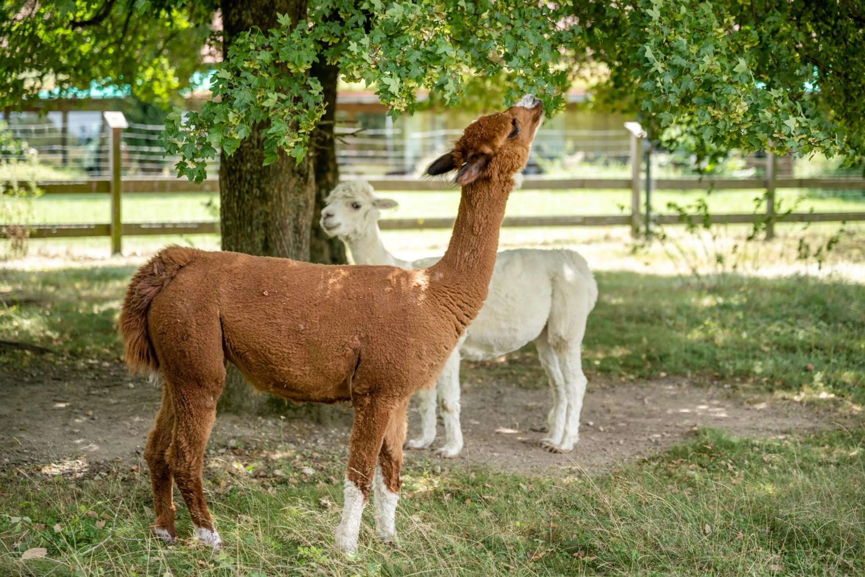 Animals in Hotel am Haslinger Hof