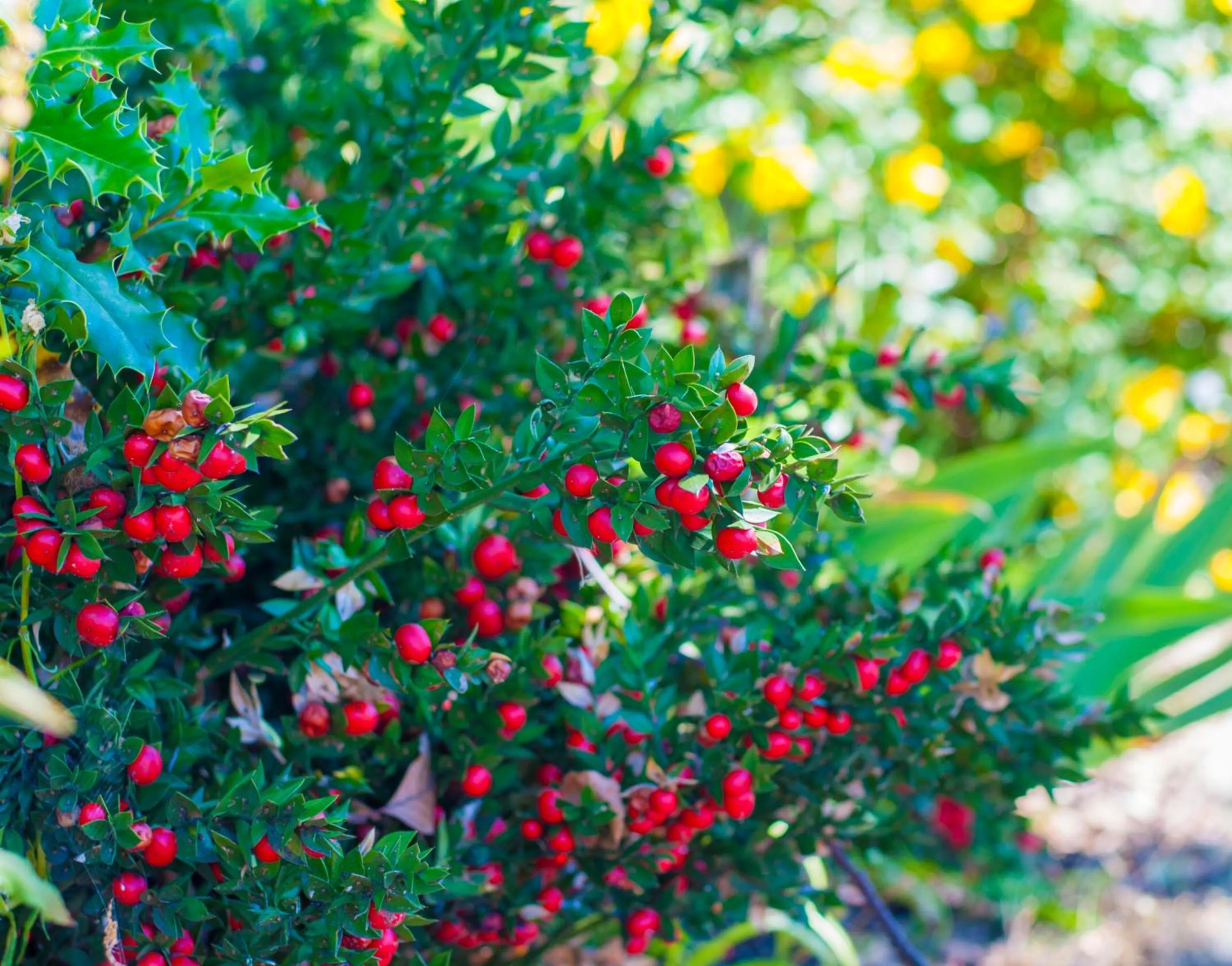 Garden in Stableside Hostel at York Racecourse