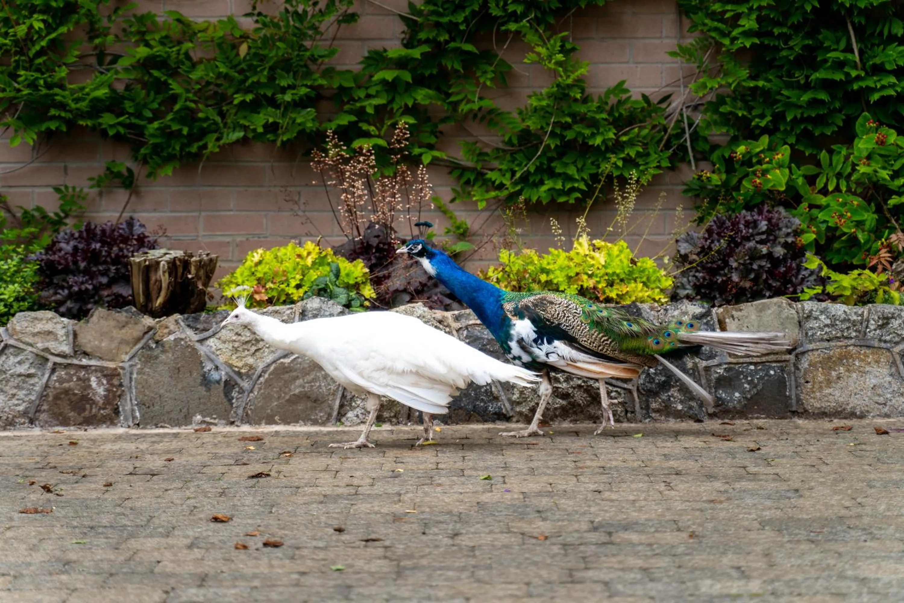 Animals in Dunadry Hotel And Gardens