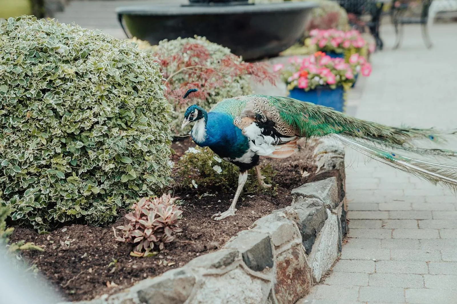 Animals in Dunadry Hotel And Gardens