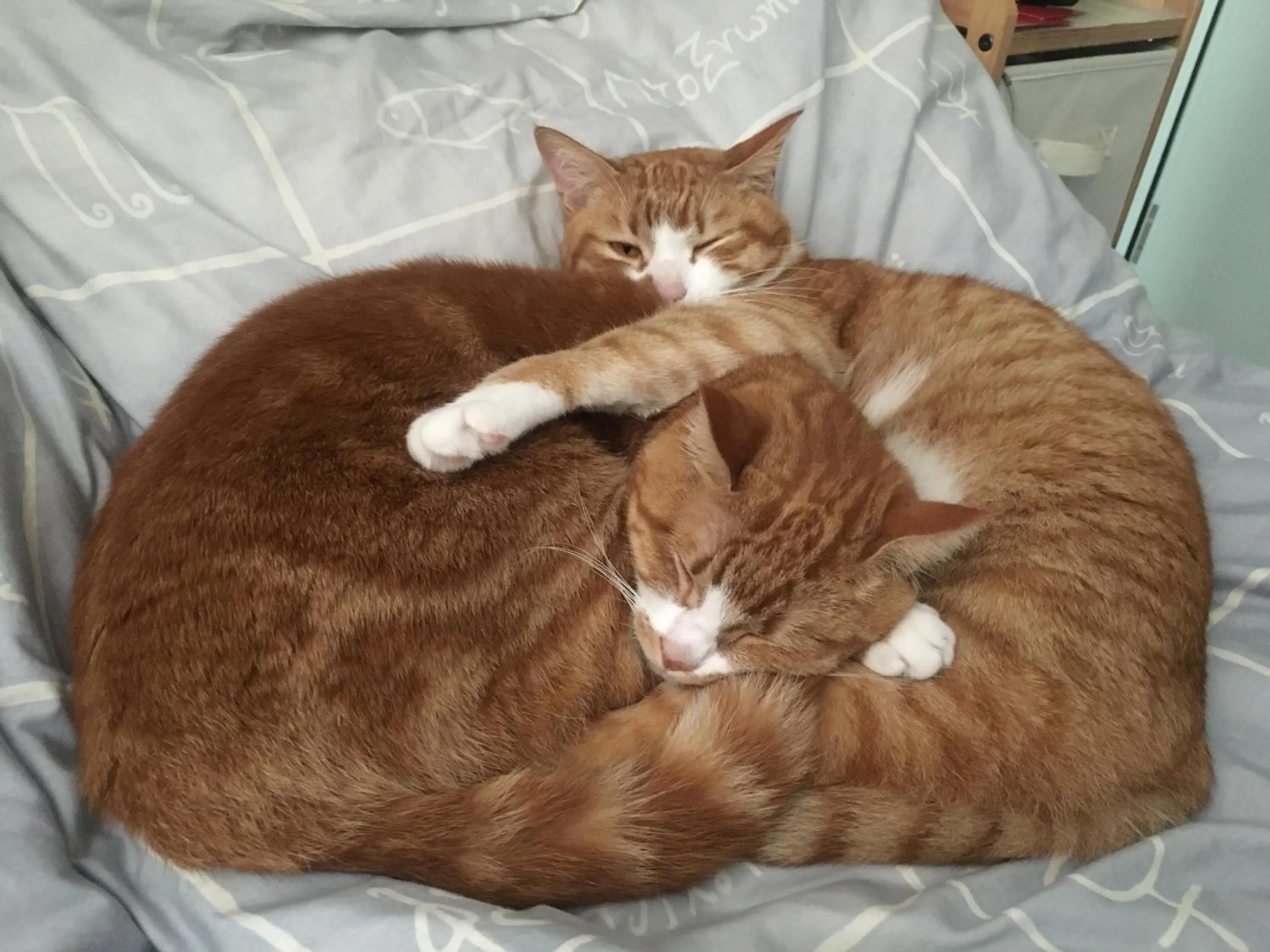 Pets in City Oasis Guesthouse