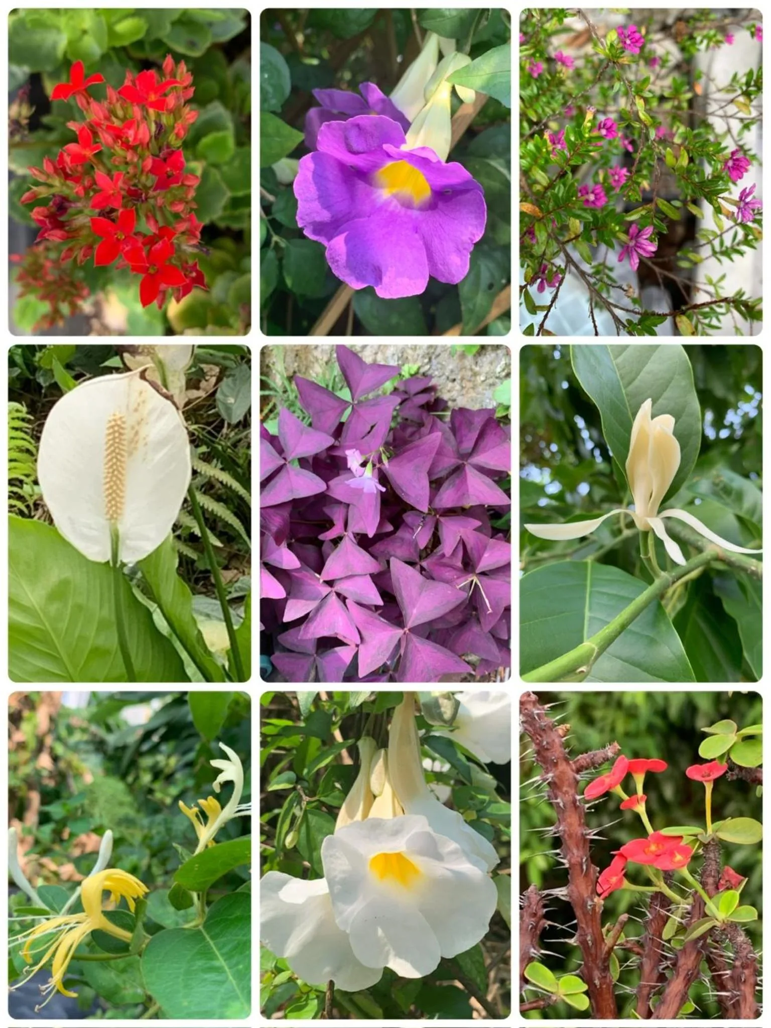 City Oasis Guesthouse