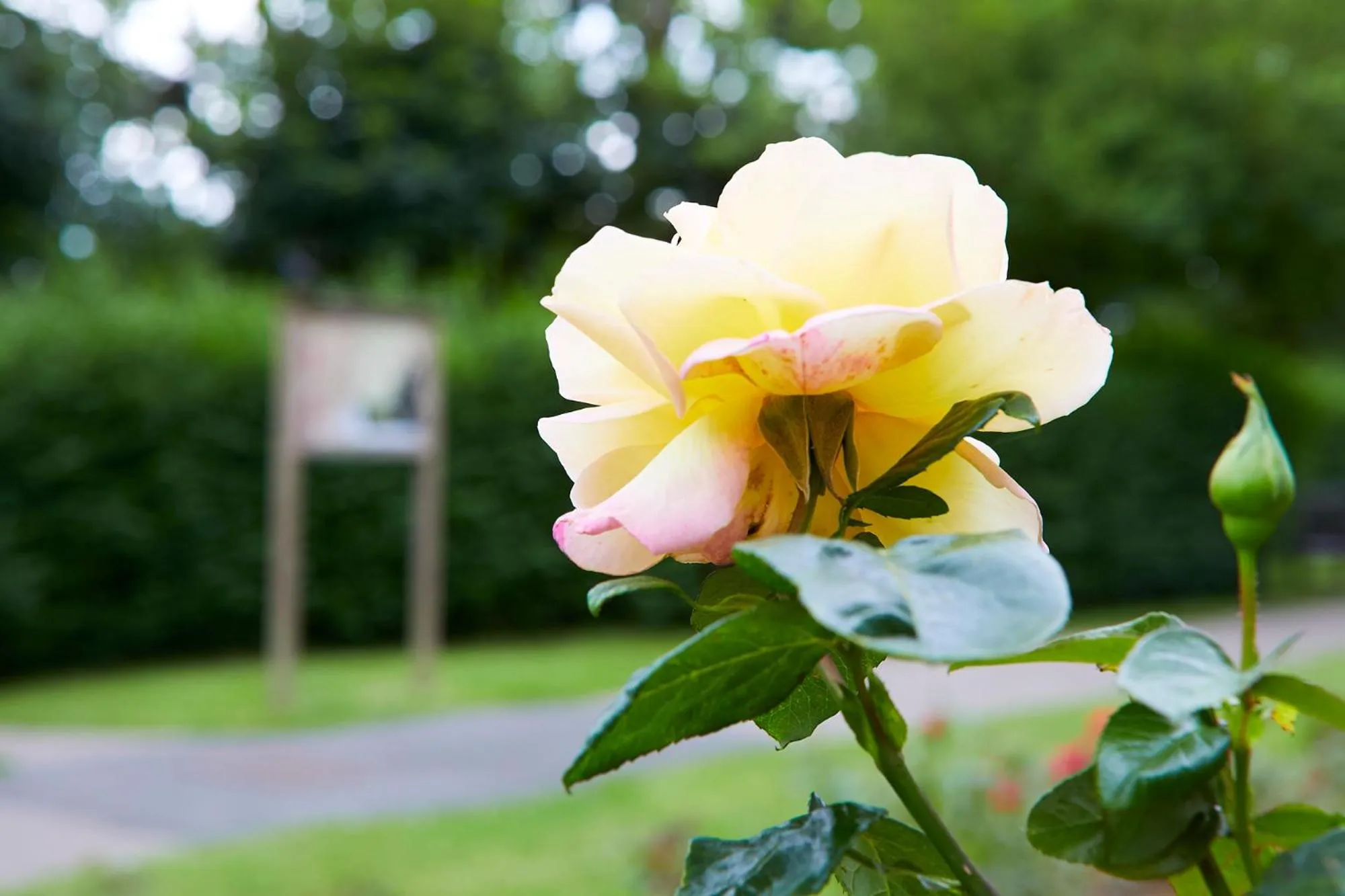 Garden in Mansion House