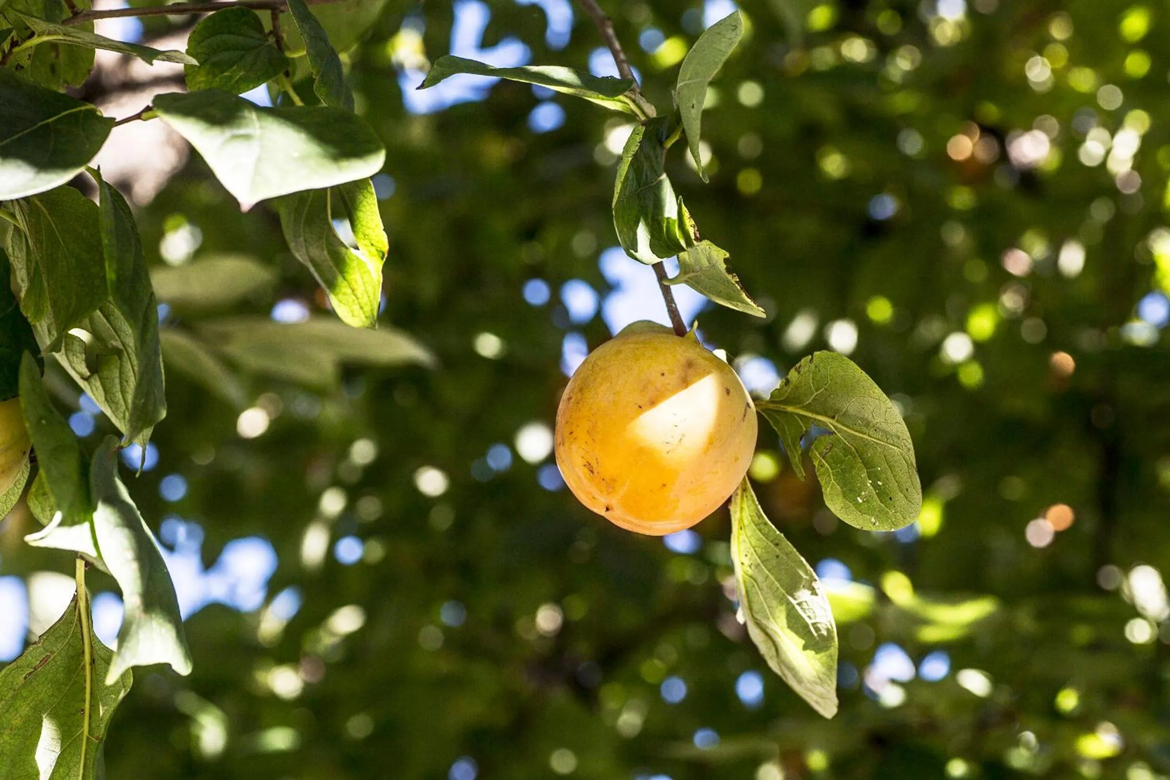Property building in Ca' Ciaran
