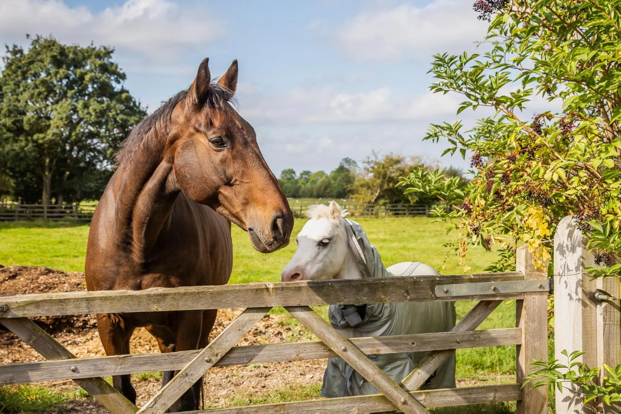 Horse-riding in SmallBrook Cottage