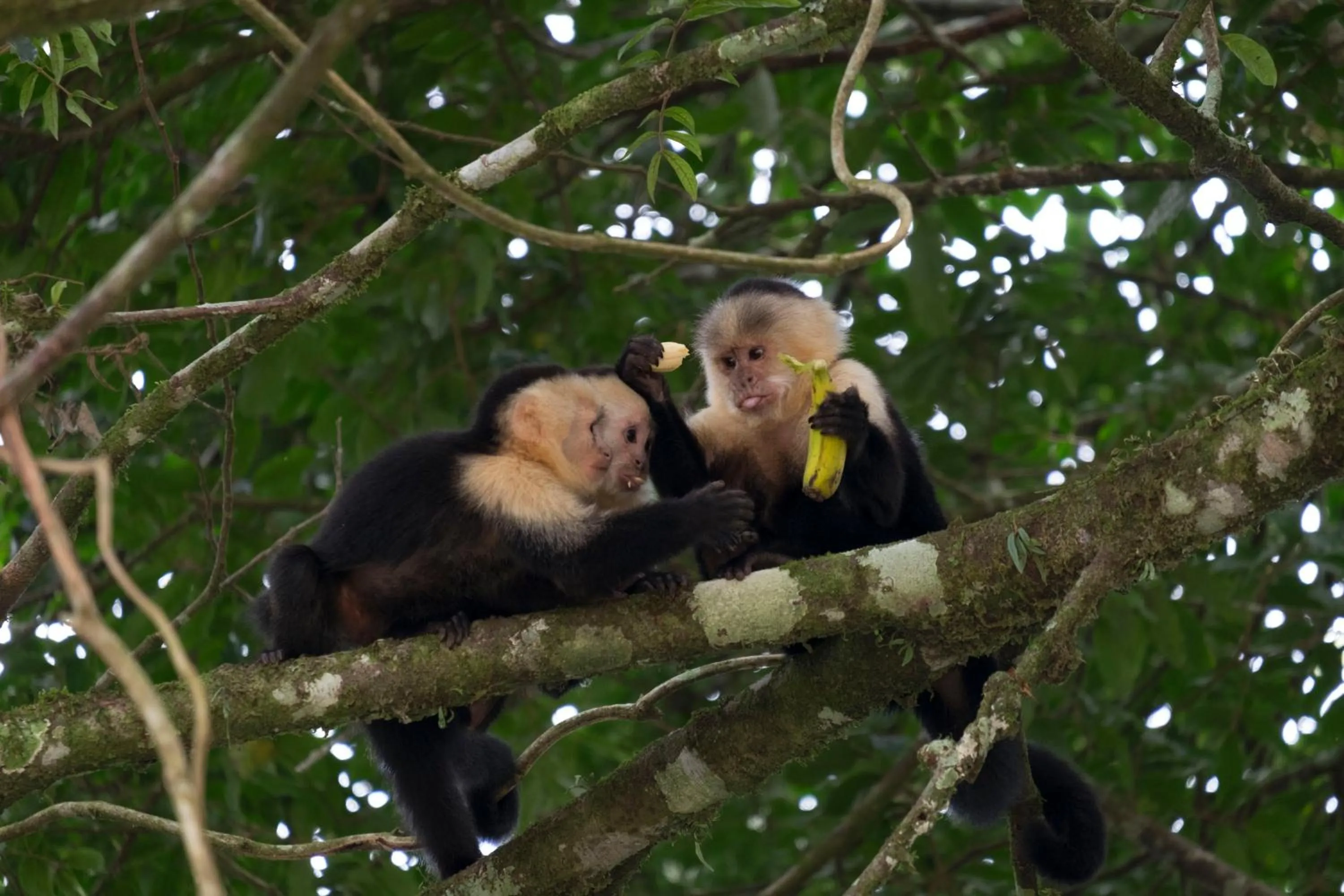 Pets in Hotel Flor de Bromelia