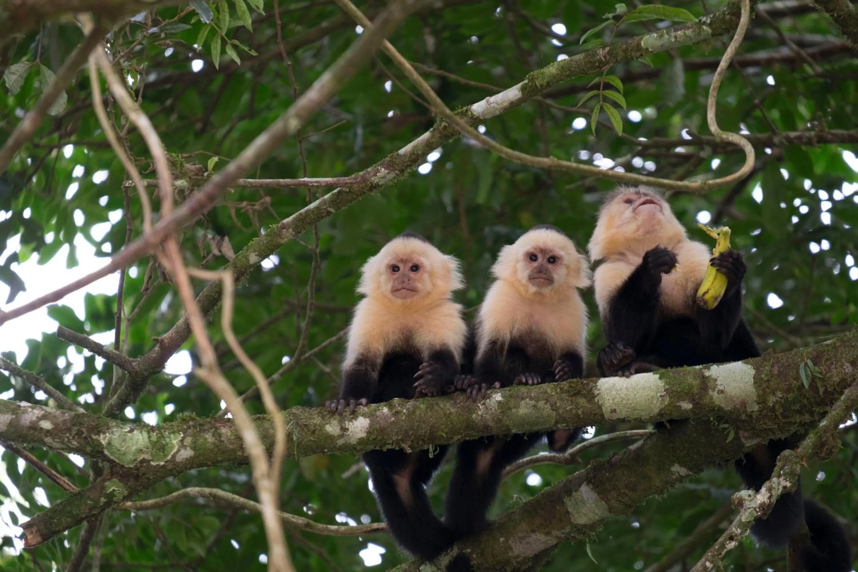 Pets in Hotel Flor de Bromelia