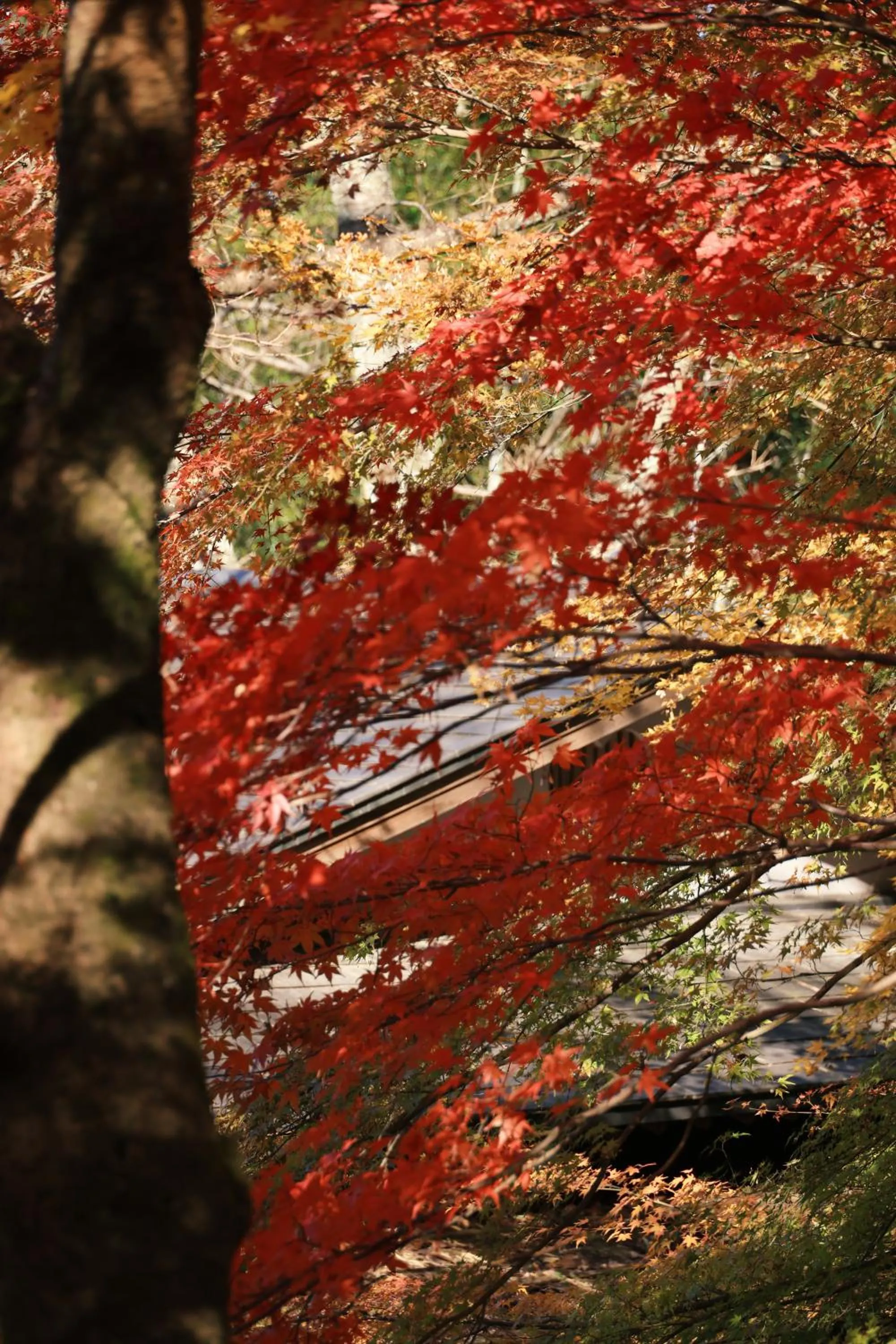 Garden in Oukai Villa Izumi