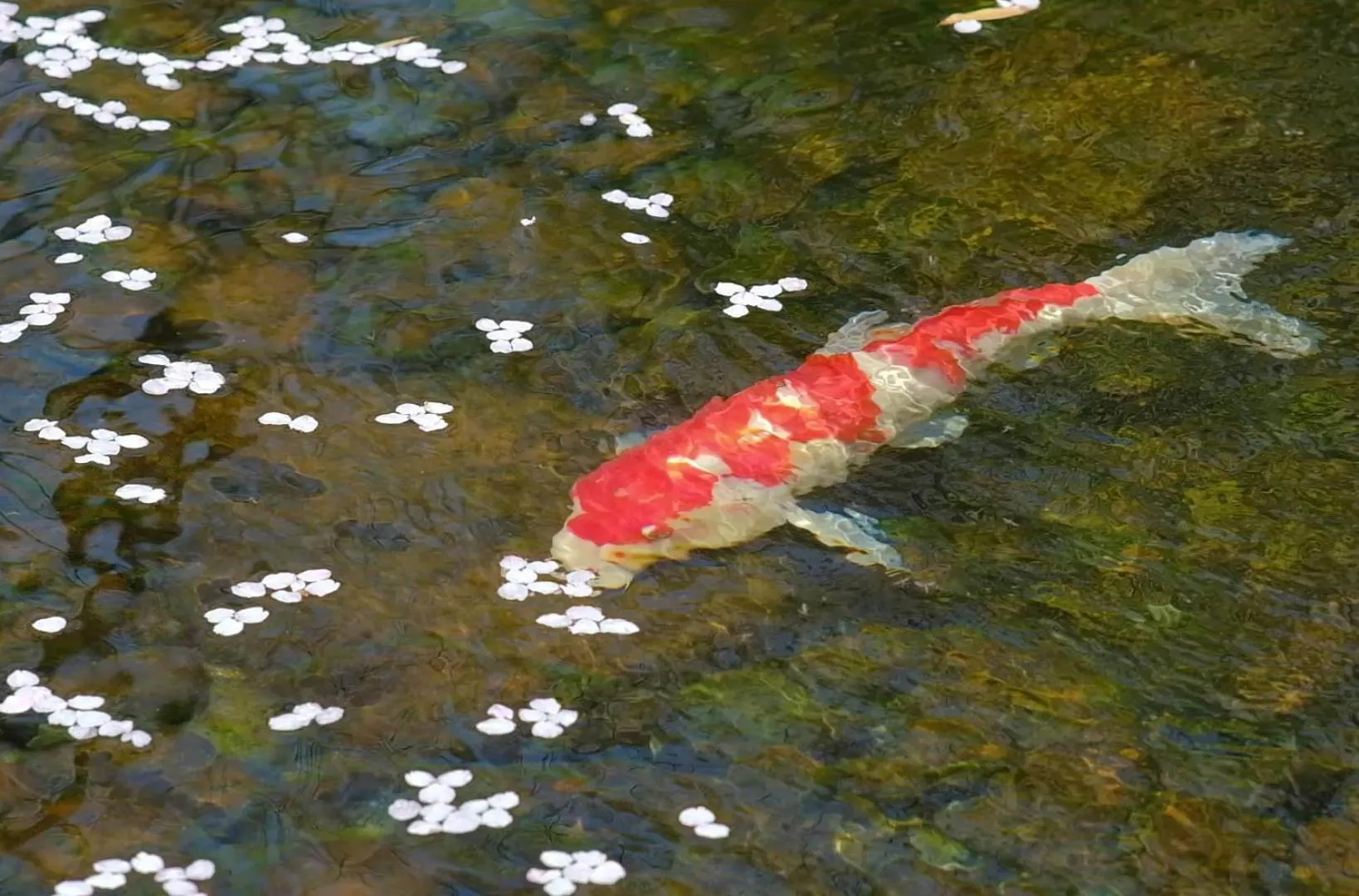 Garden in Oukai Villa Izumi