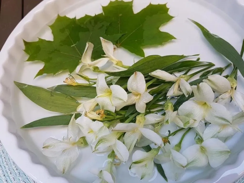 Garden in Ferdinandhof Apart-Hotel