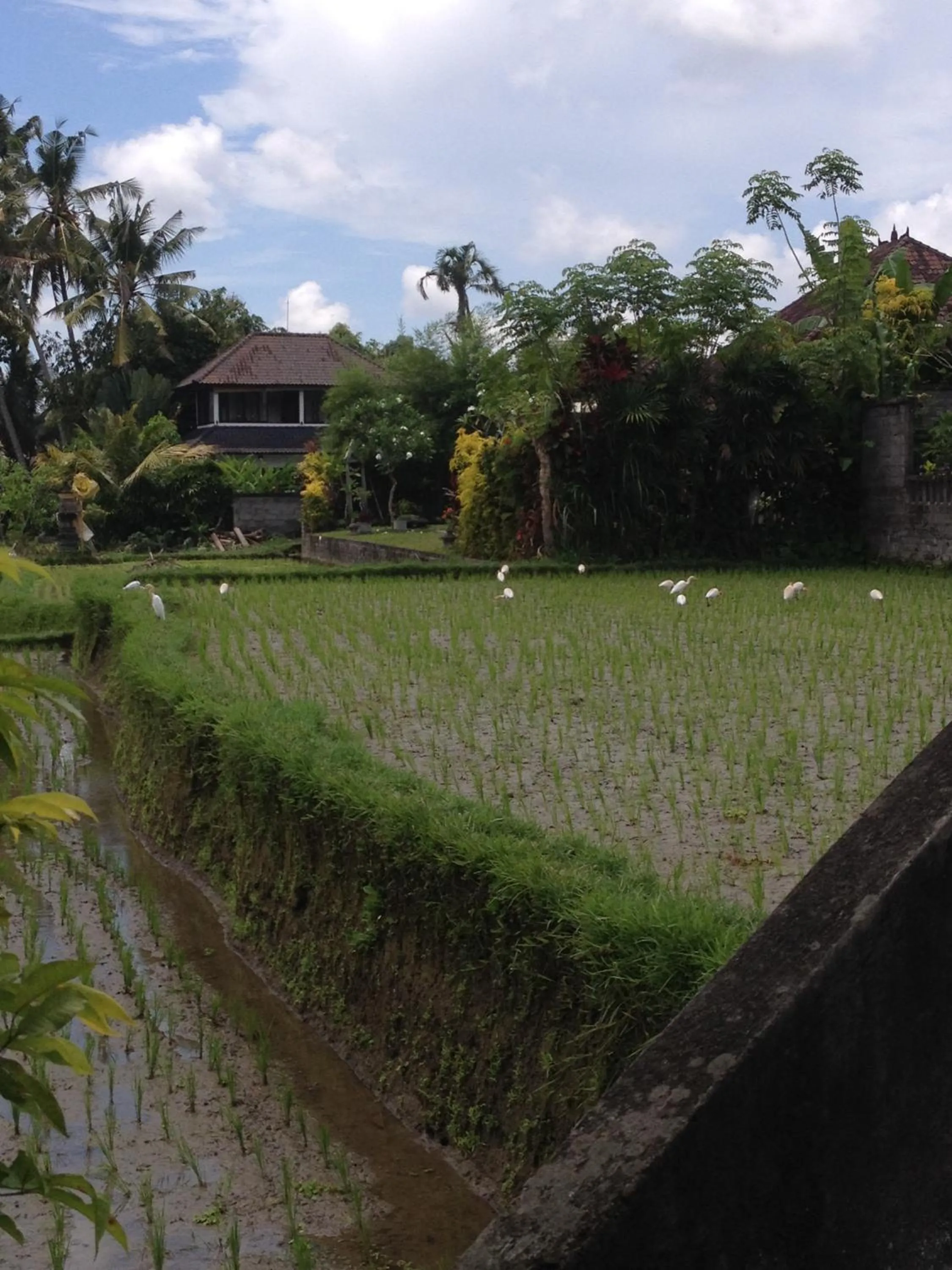 View (from property/room) in Bali Firefly BnB