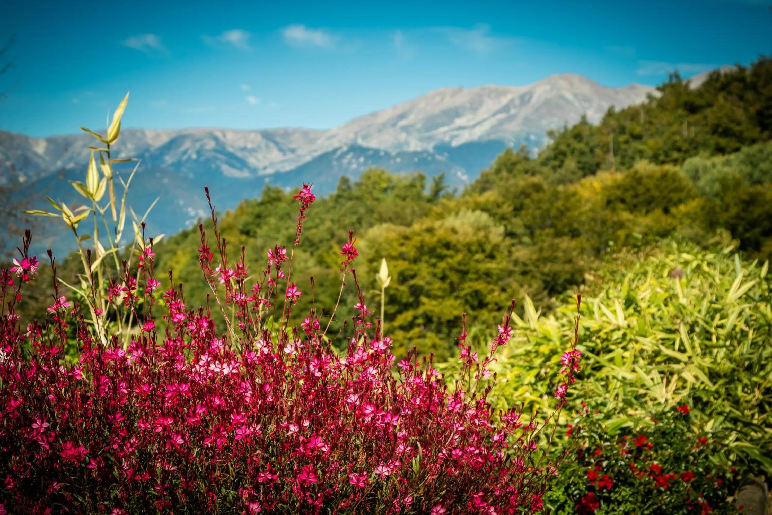 Spring in Le Domaine de Falgos Golf & Spa