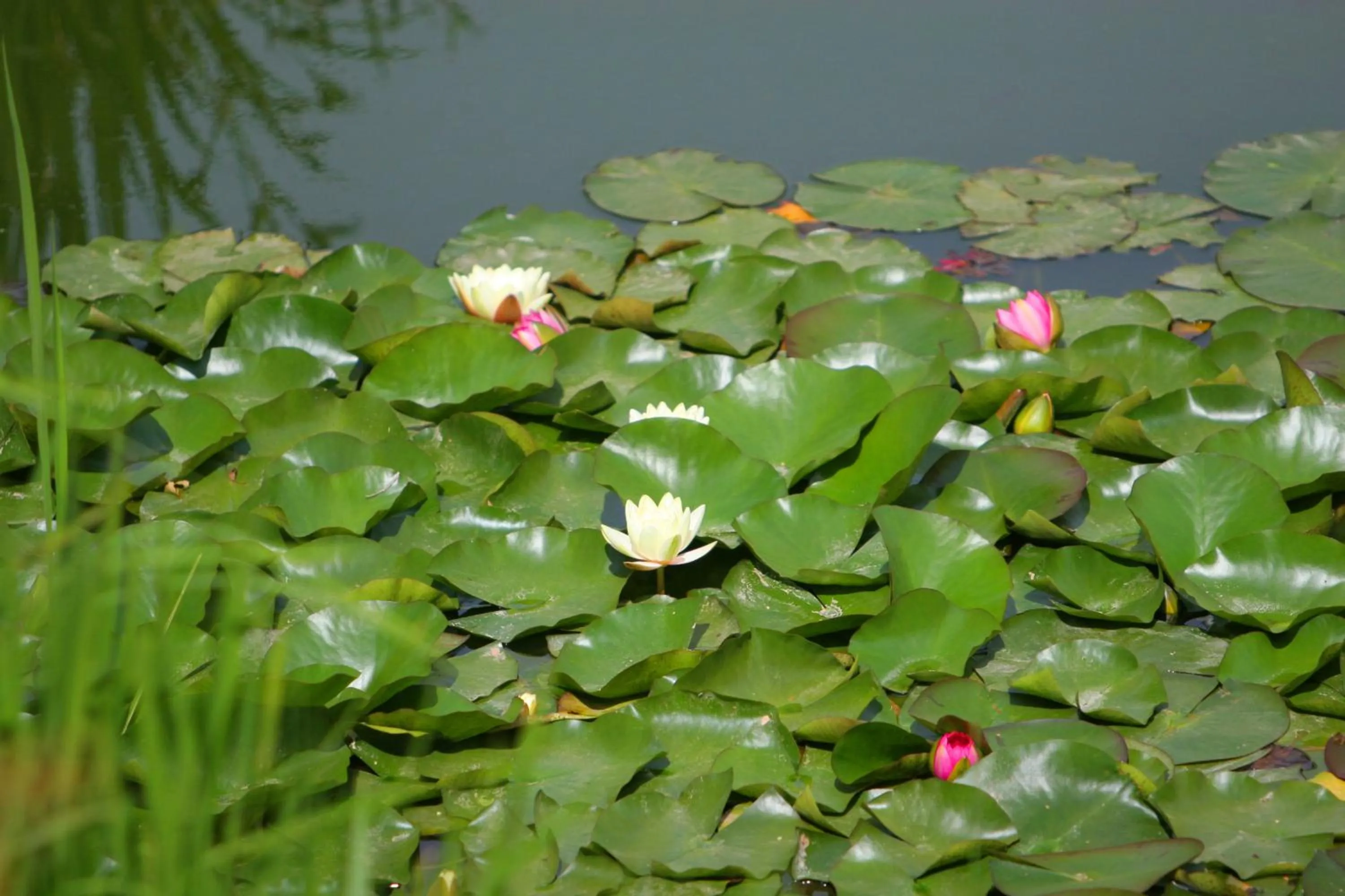 Area and facilities in Le Domaine de Falgos Golf & Spa