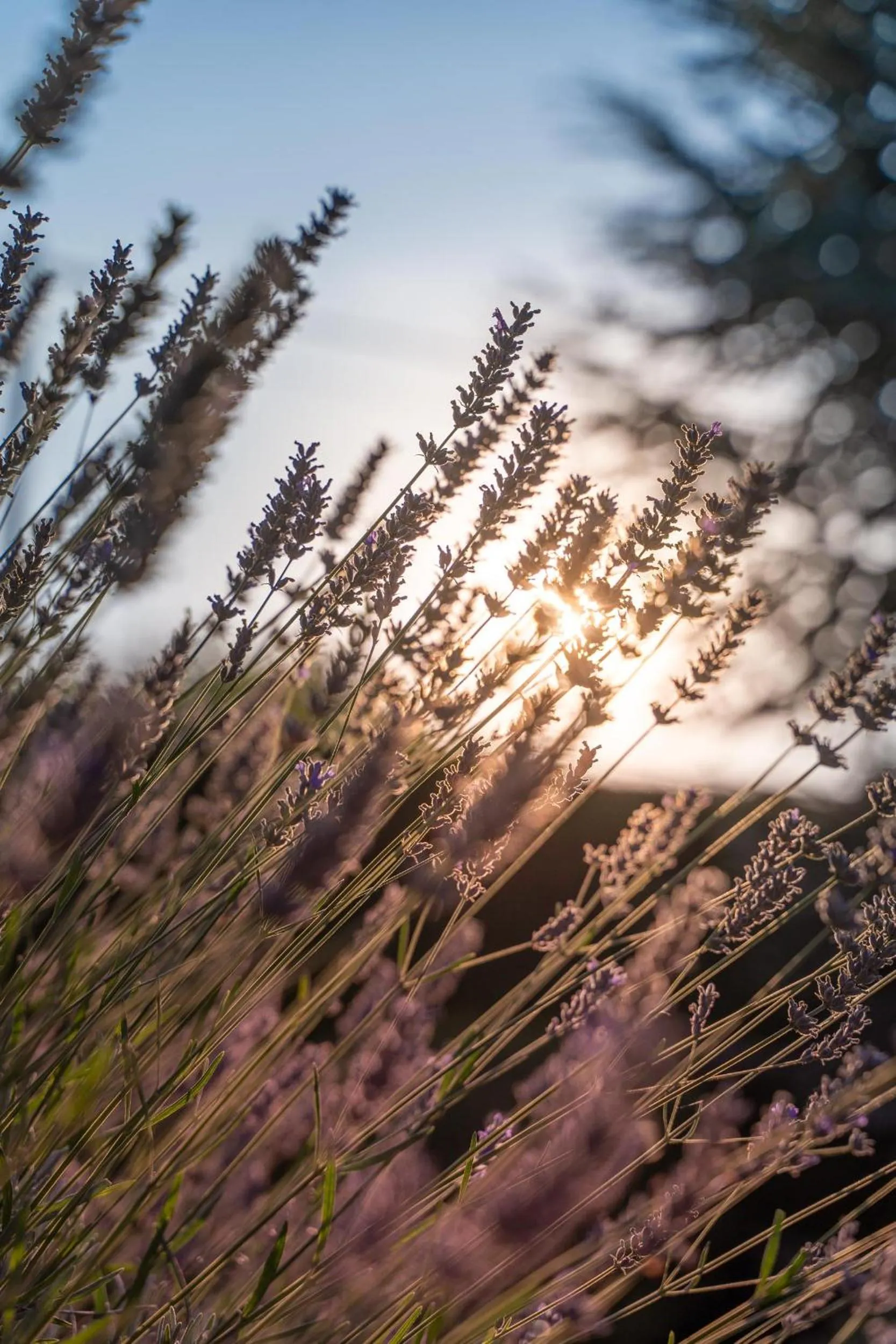 Garden in Le Clos de La Rousselière B and B