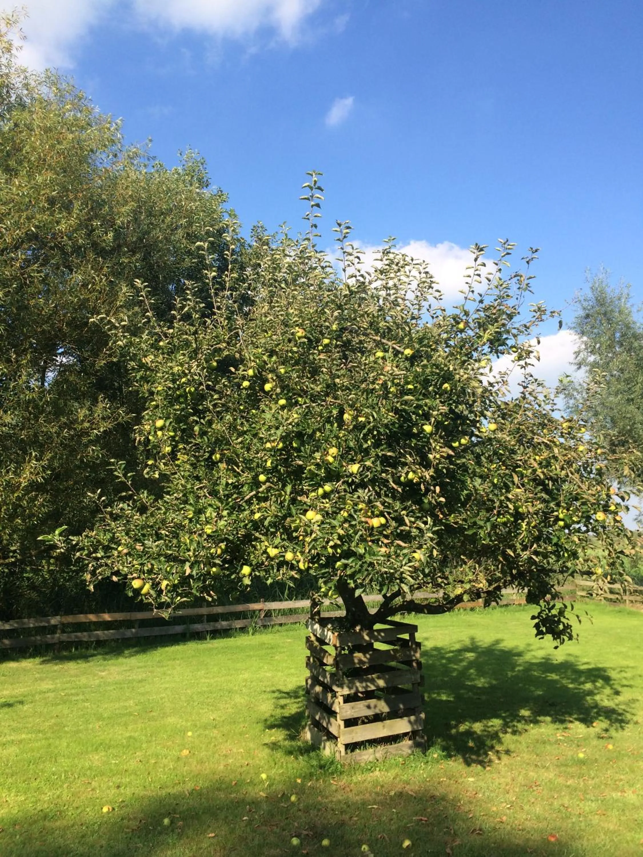Garden in The Black Sheep Hostel