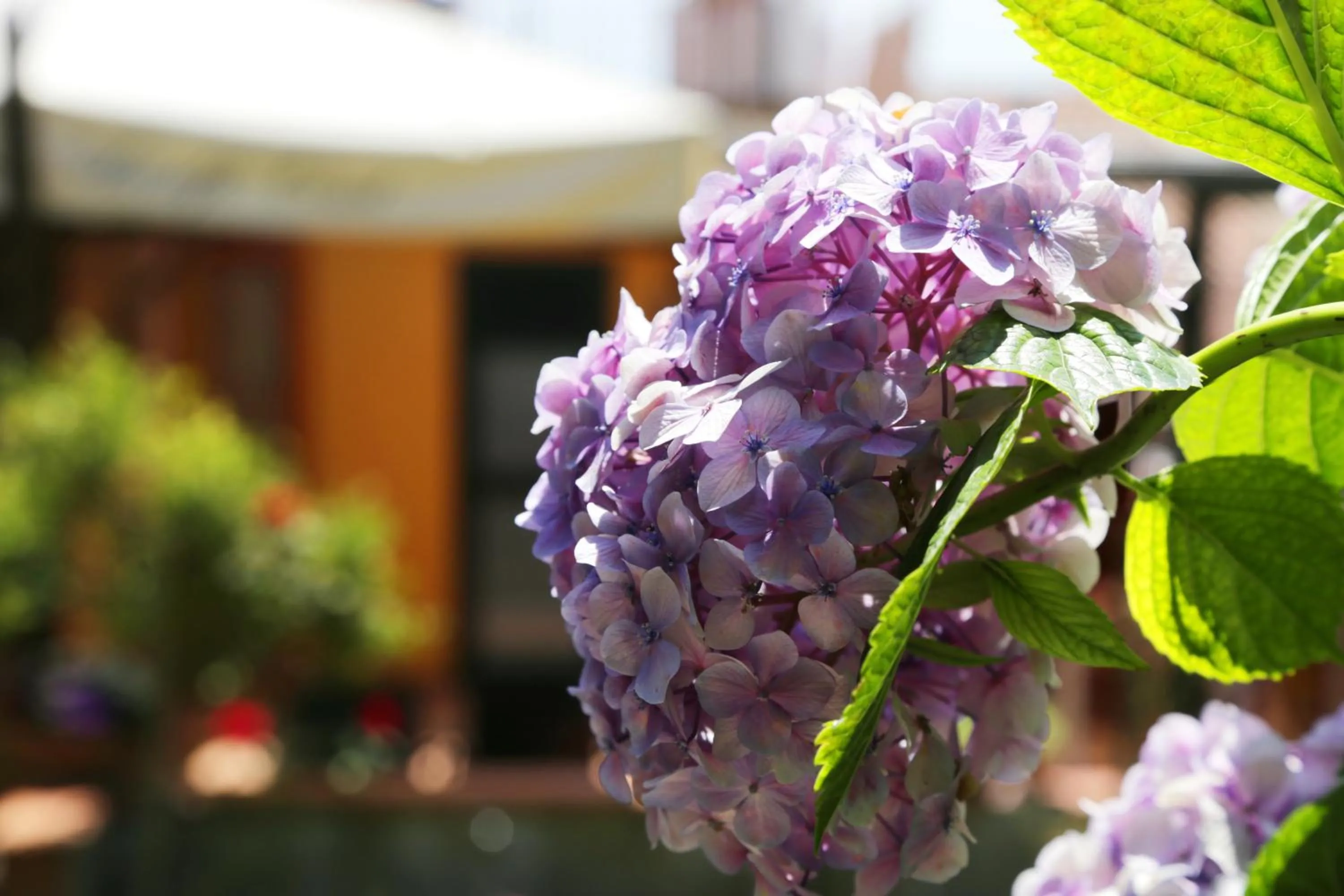 Spring in B&b Rosaria Amalfi Coast