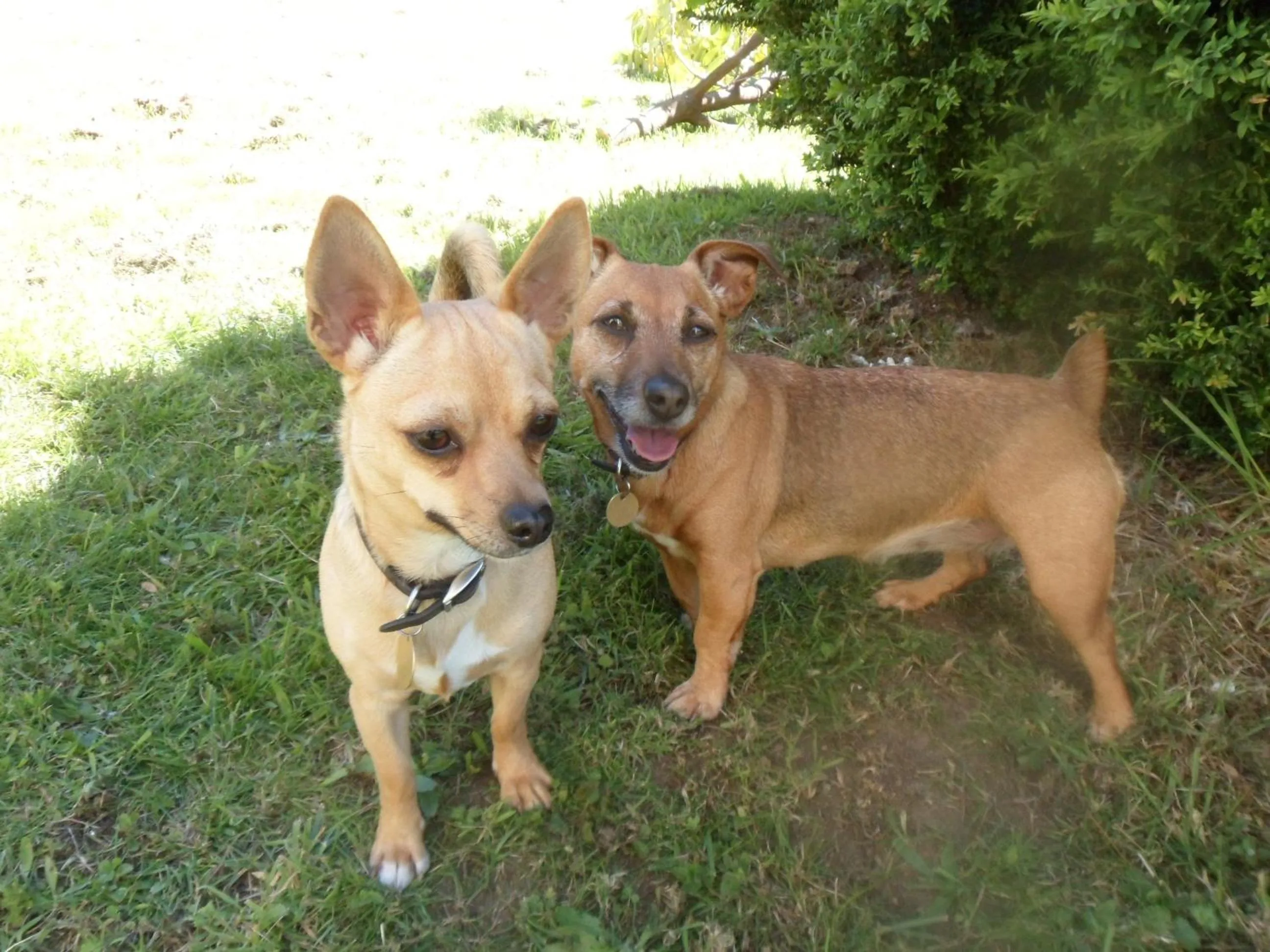 Pets in Riverside Bed and Breakfast