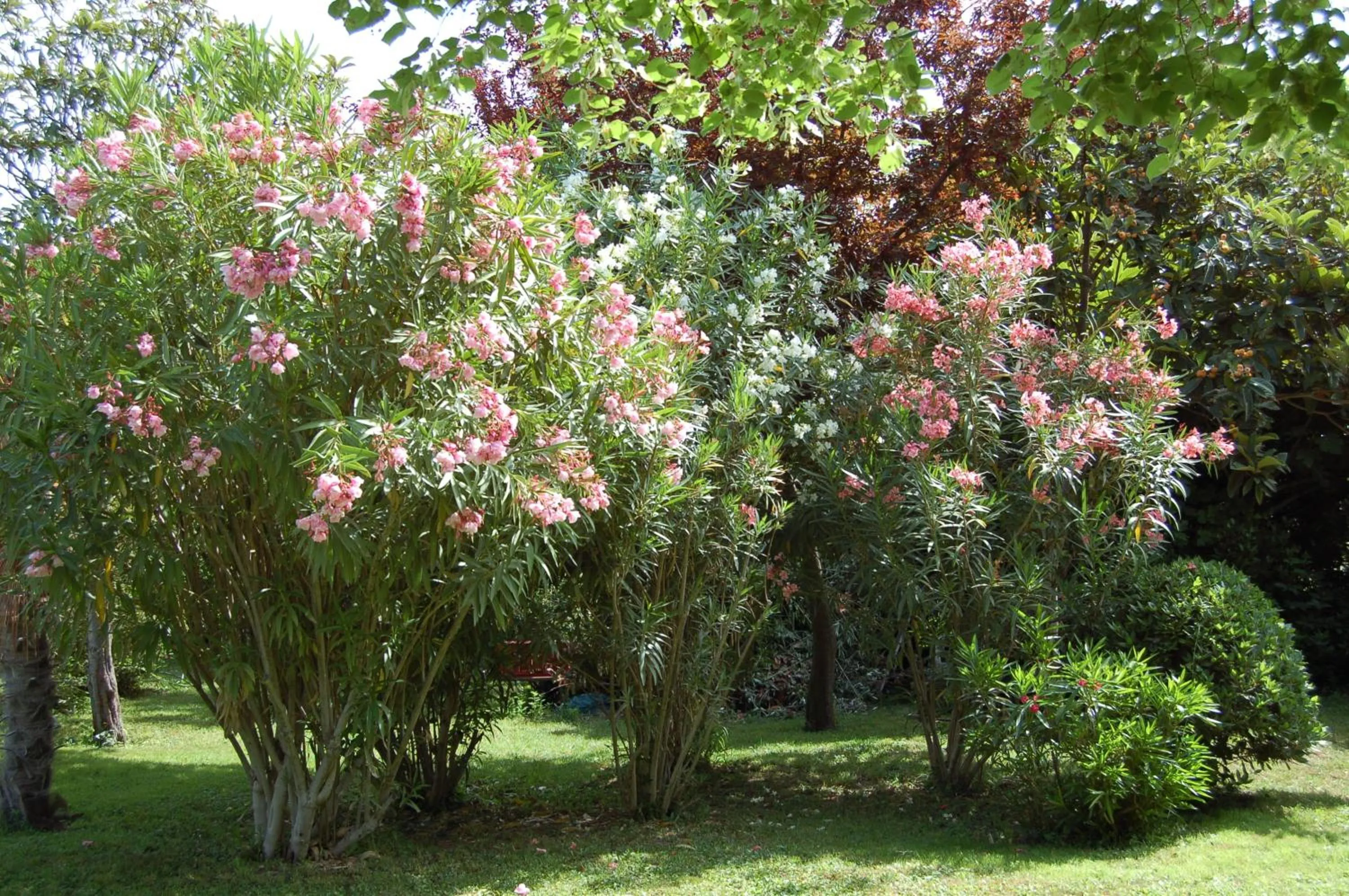 Garden view in Le Mas Ferrand