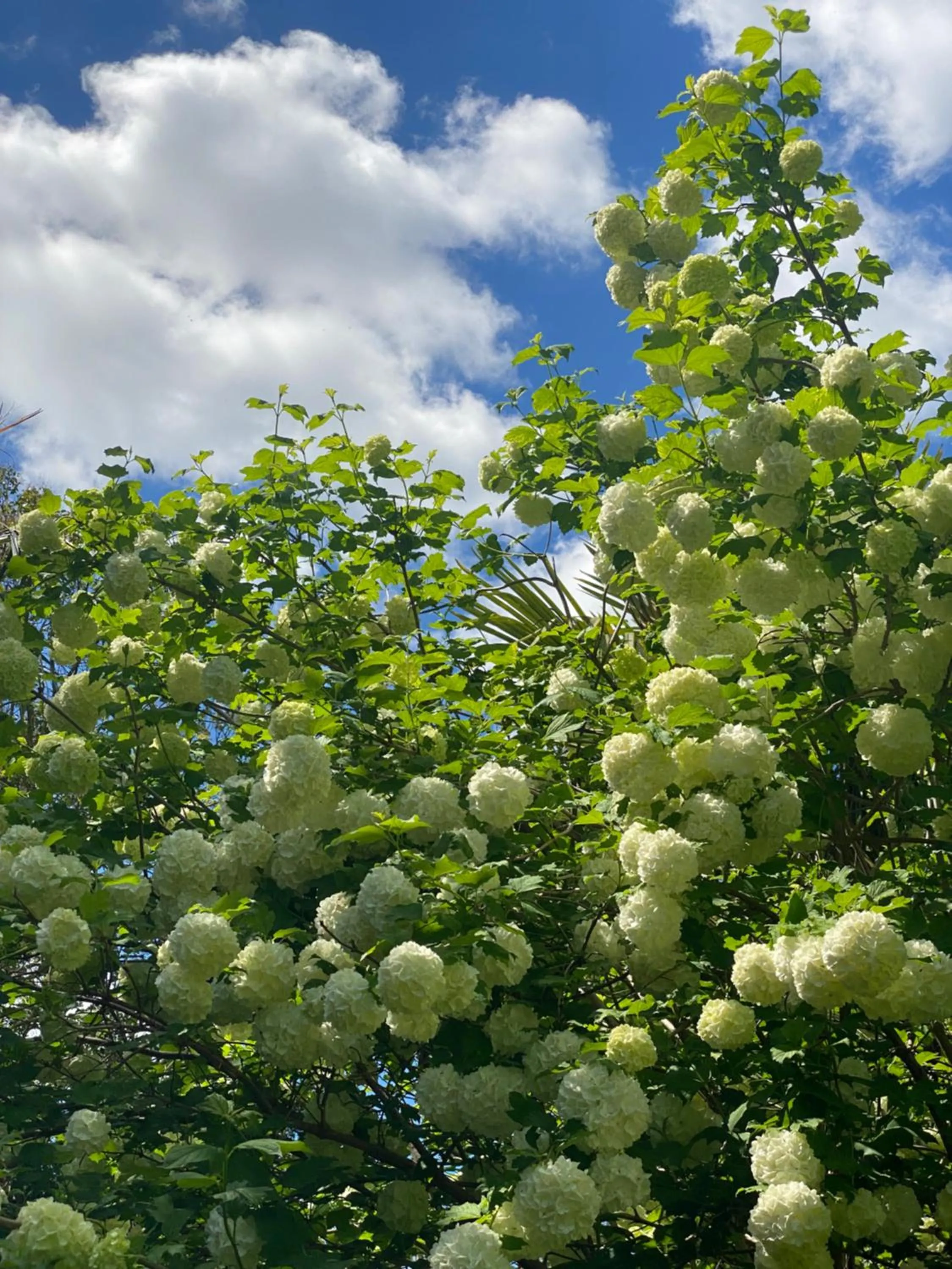 Garden in Le Mas Ferrand