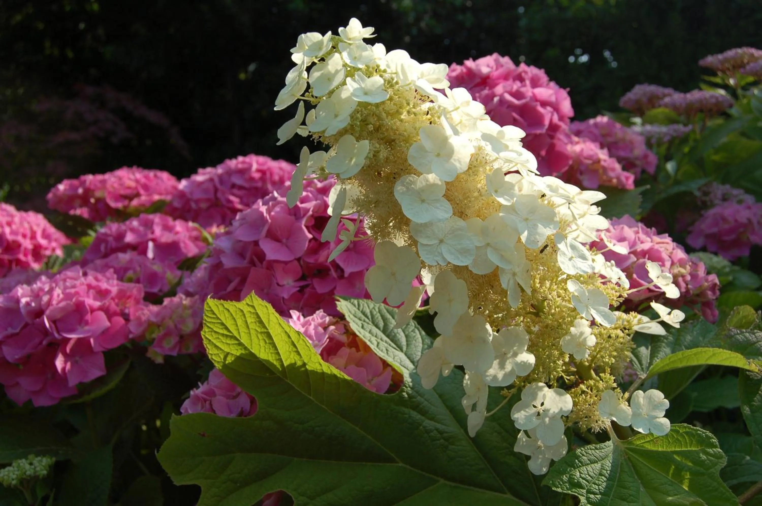 Day in Le Mas Ferrand