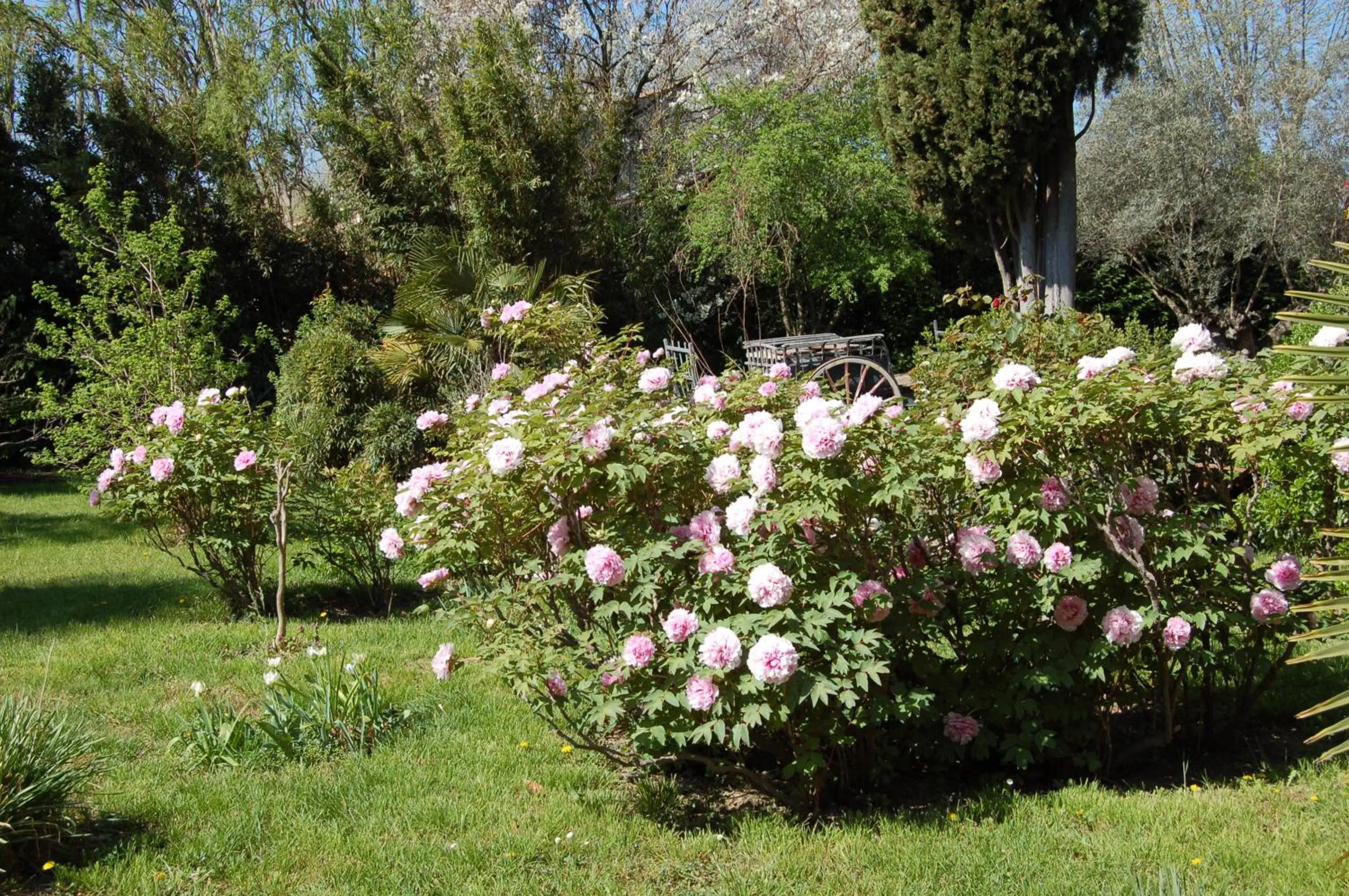 Garden in Le Mas Ferrand