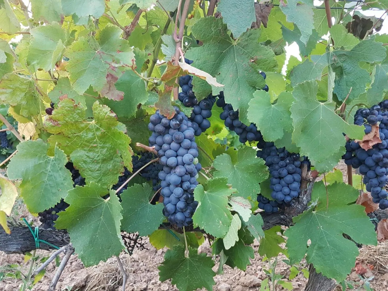 Nearby landmark in Mas del Sord 1335