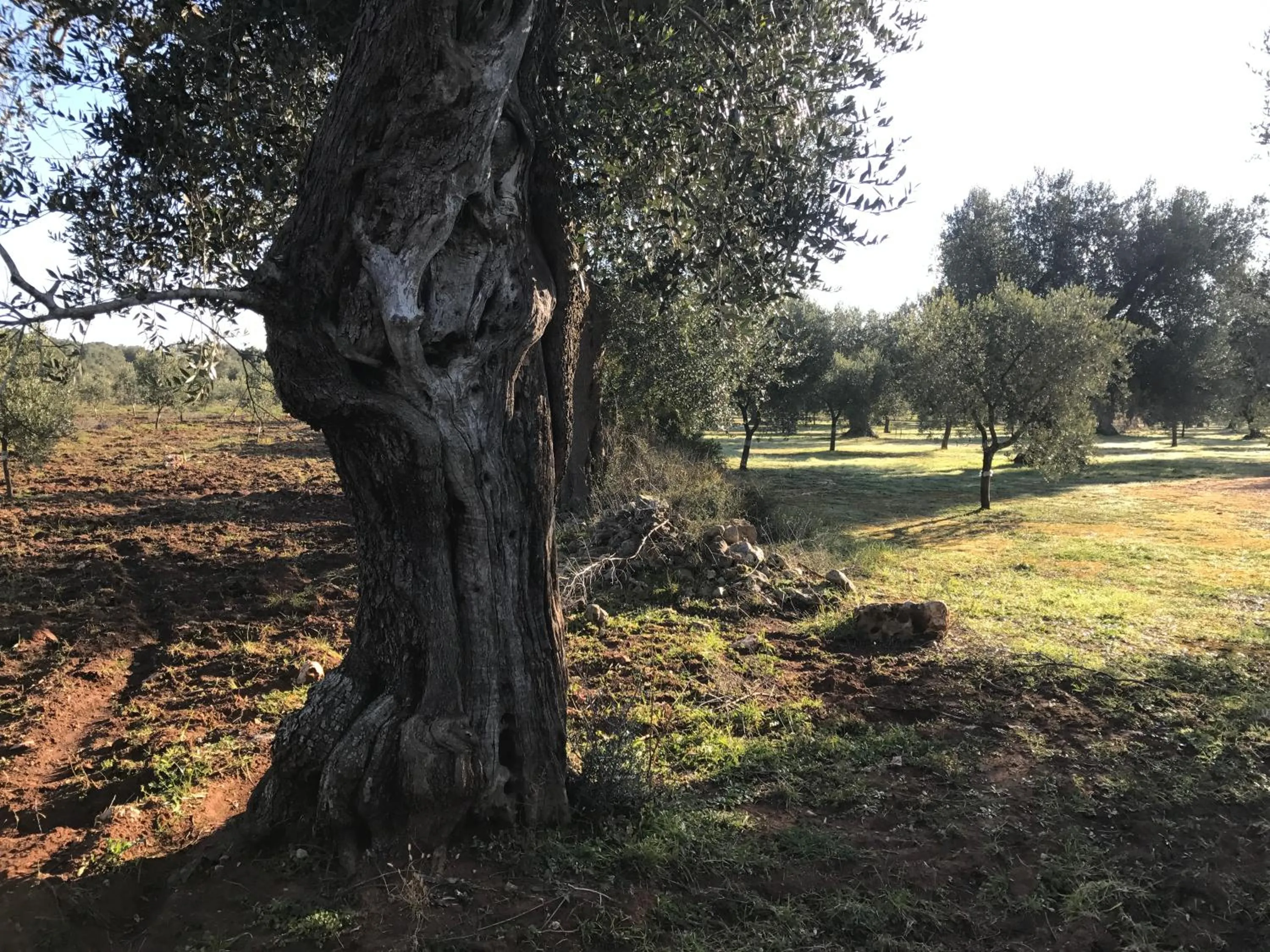 Other in Li Caseddi ti lu Cesarinu