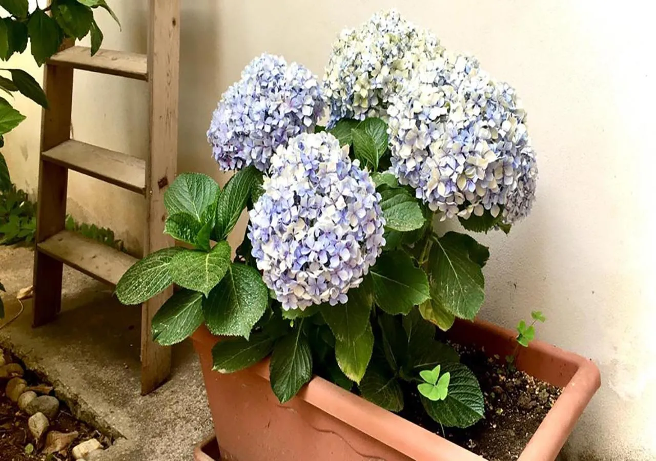 Day in B&B La casa di Paola