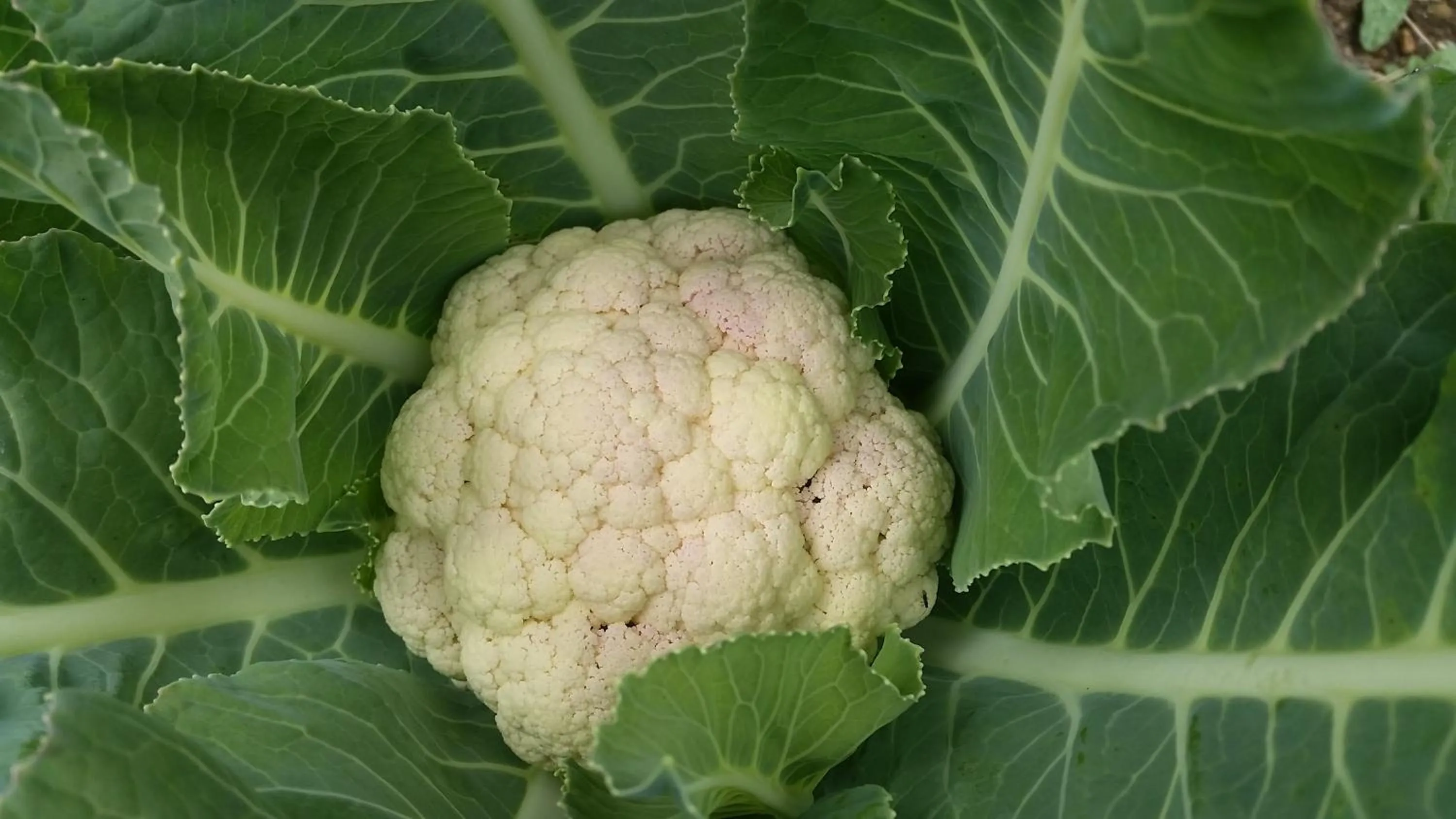 Garden in Waiotemarama Falls Lodge