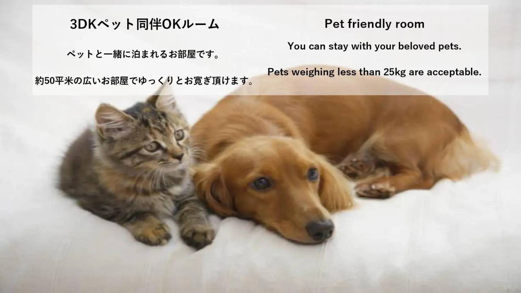 Superior Family Room - Pet Friendly in Stay Hakata Superior Family Room - Pet Friendly in Stay Hakata