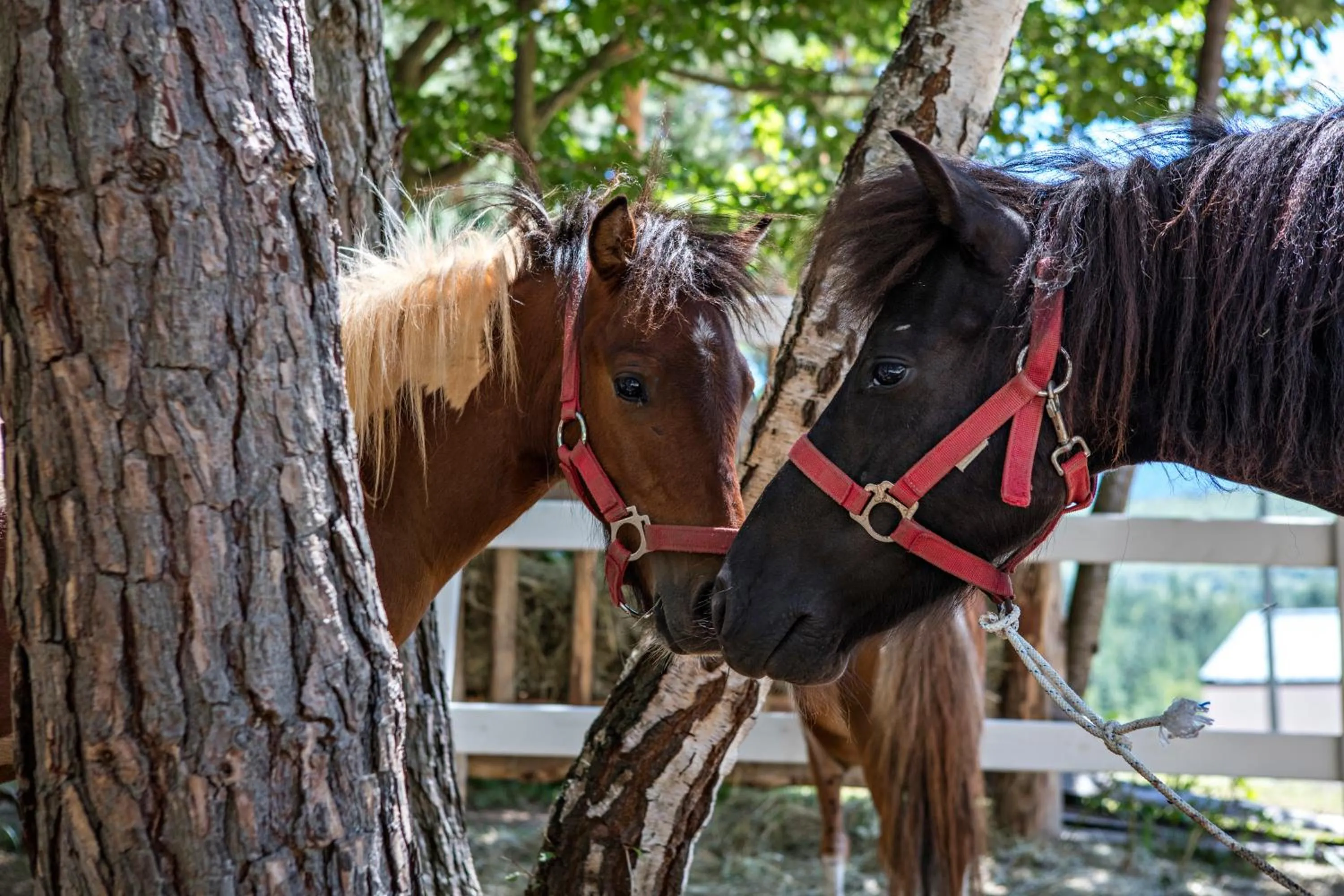 Property building in Tarcin Forest Resort & Spa Sarajevo - MGallery Collection