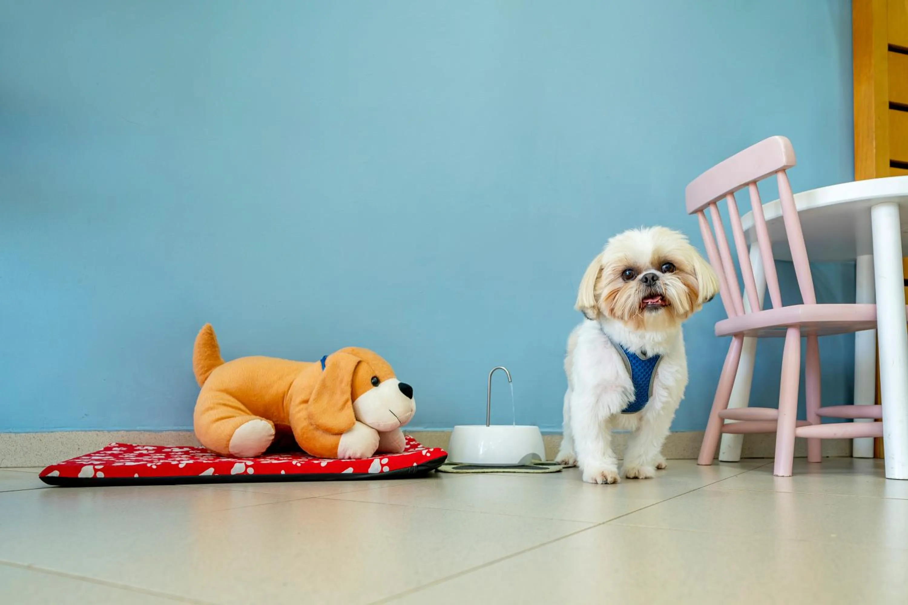 pet friendly in ibis budget Piracicaba