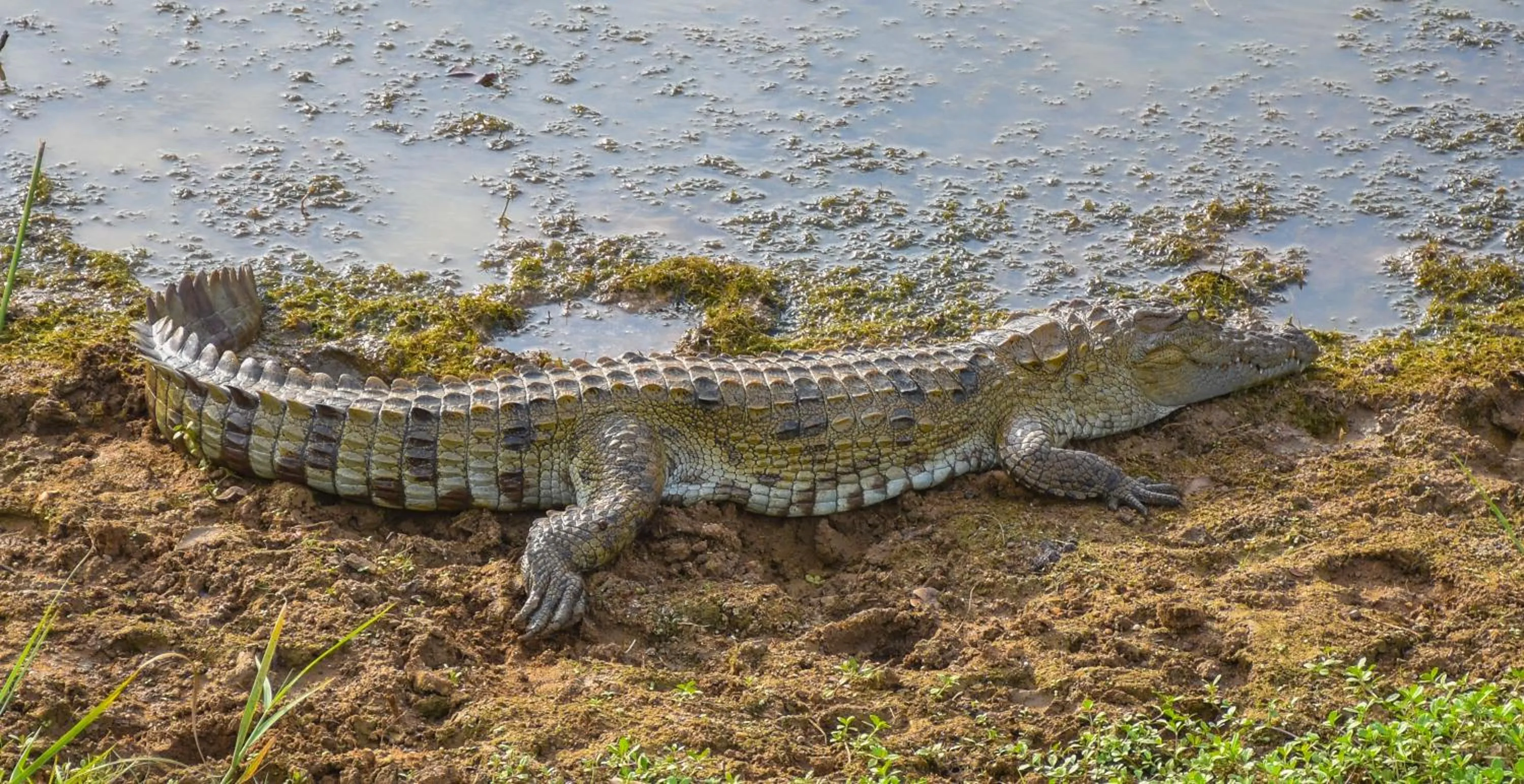 Natural landscape in Hide Yala