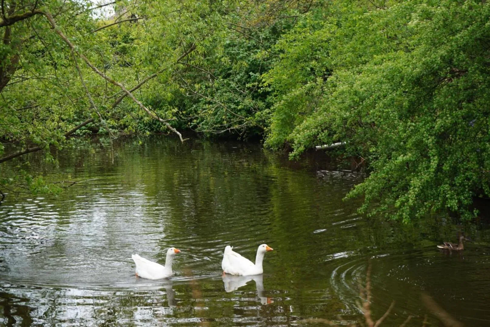 Pets in West Lodge B&B