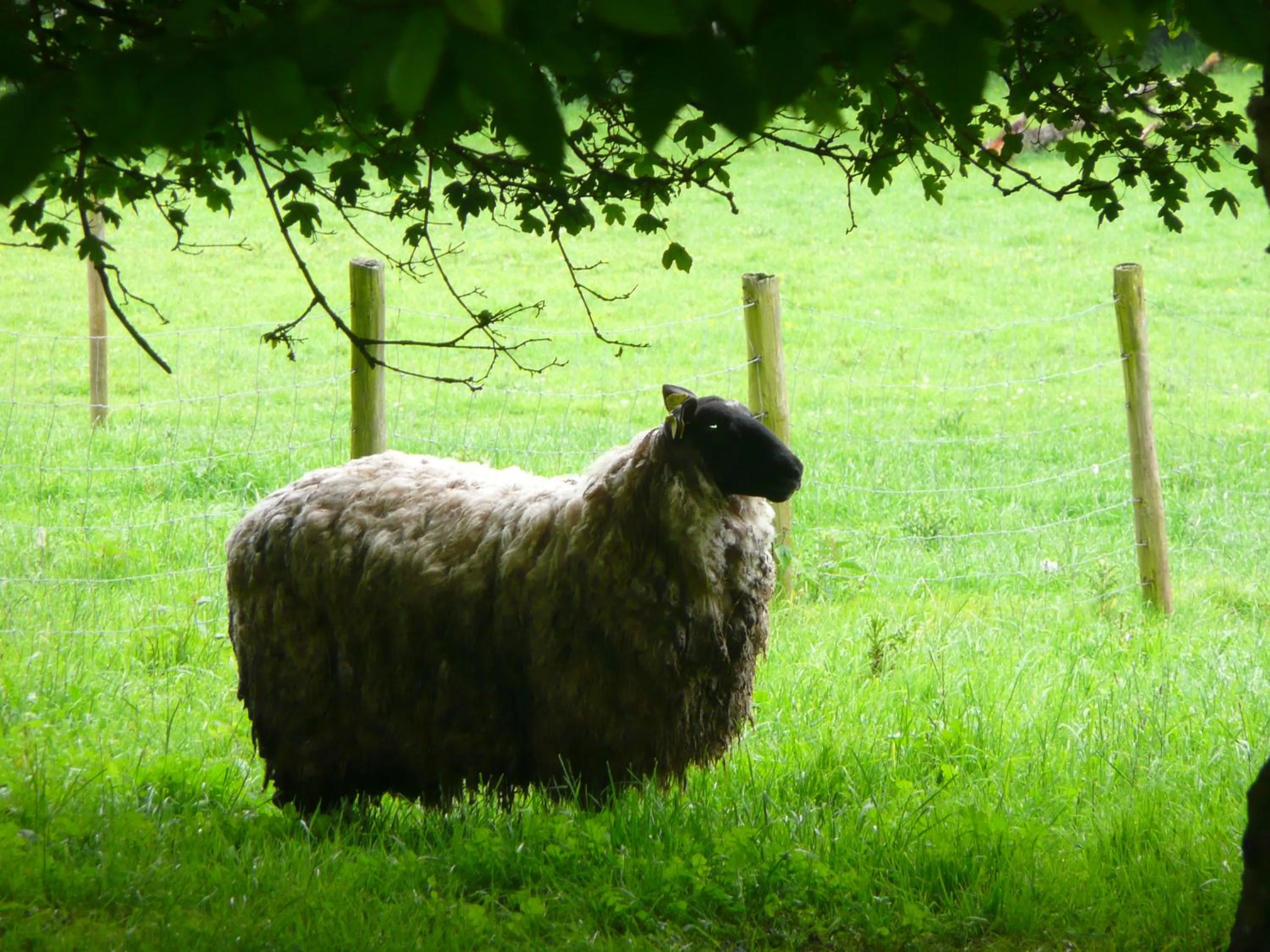 Garden in Le Prince Gourmand