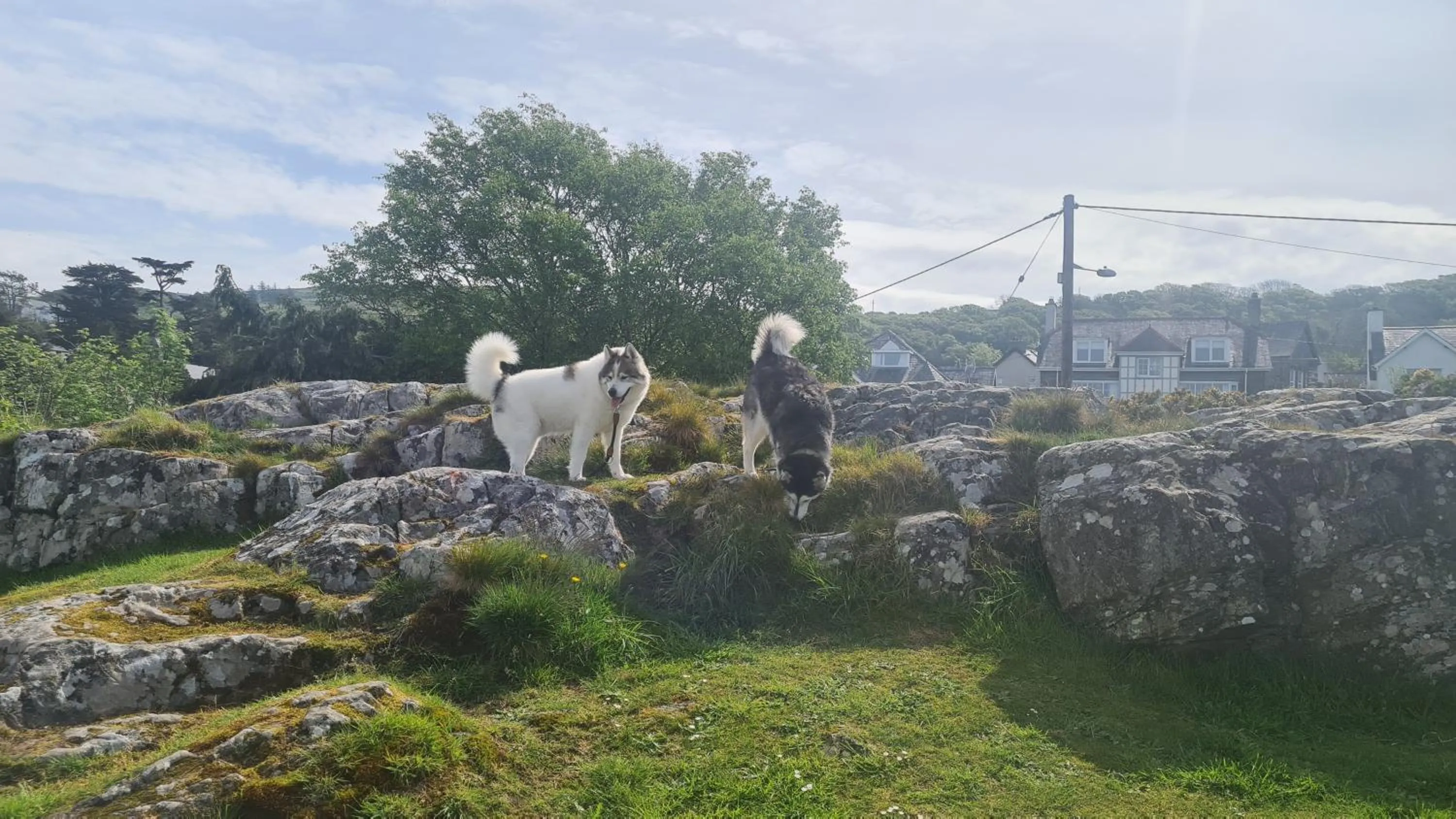 Natural landscape in Y Branwen Restaurant & Rooms - Adult Only and Dog Friendly