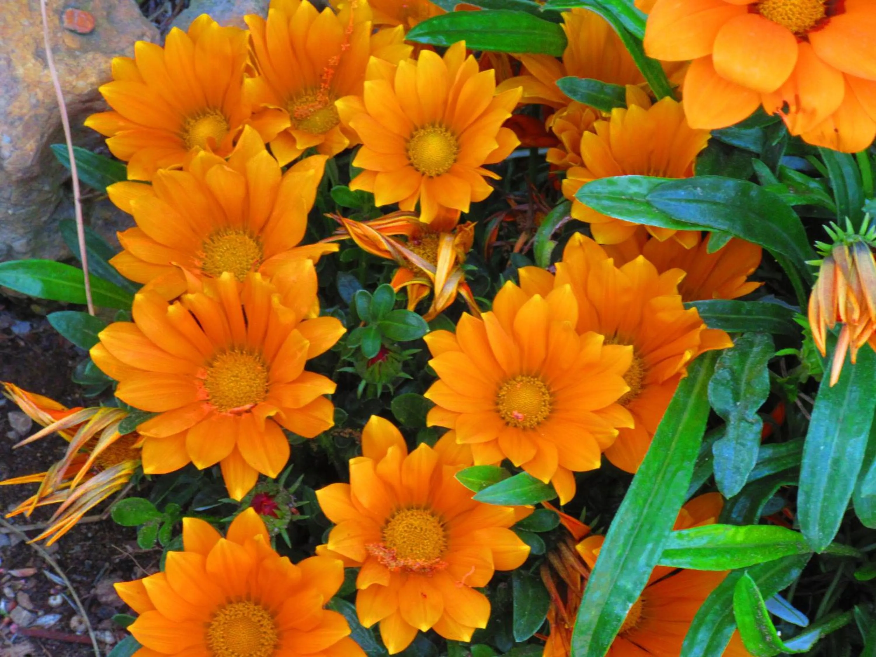 Garden in Agriturismo Serignano alle Rocchette