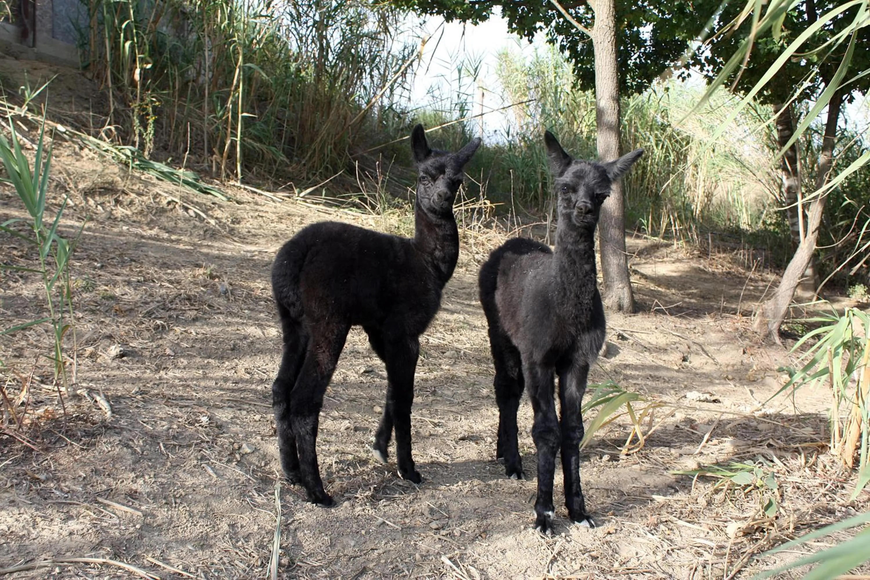 Animals in Azienda Agricola I Colli di Marliano