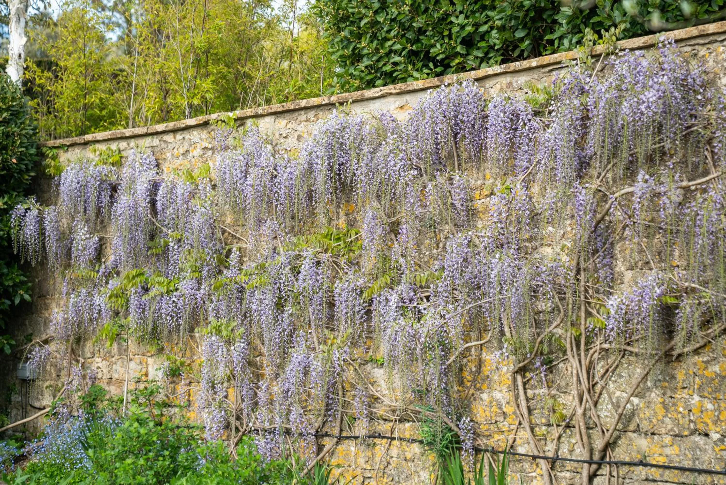 Garden in The Ollerod