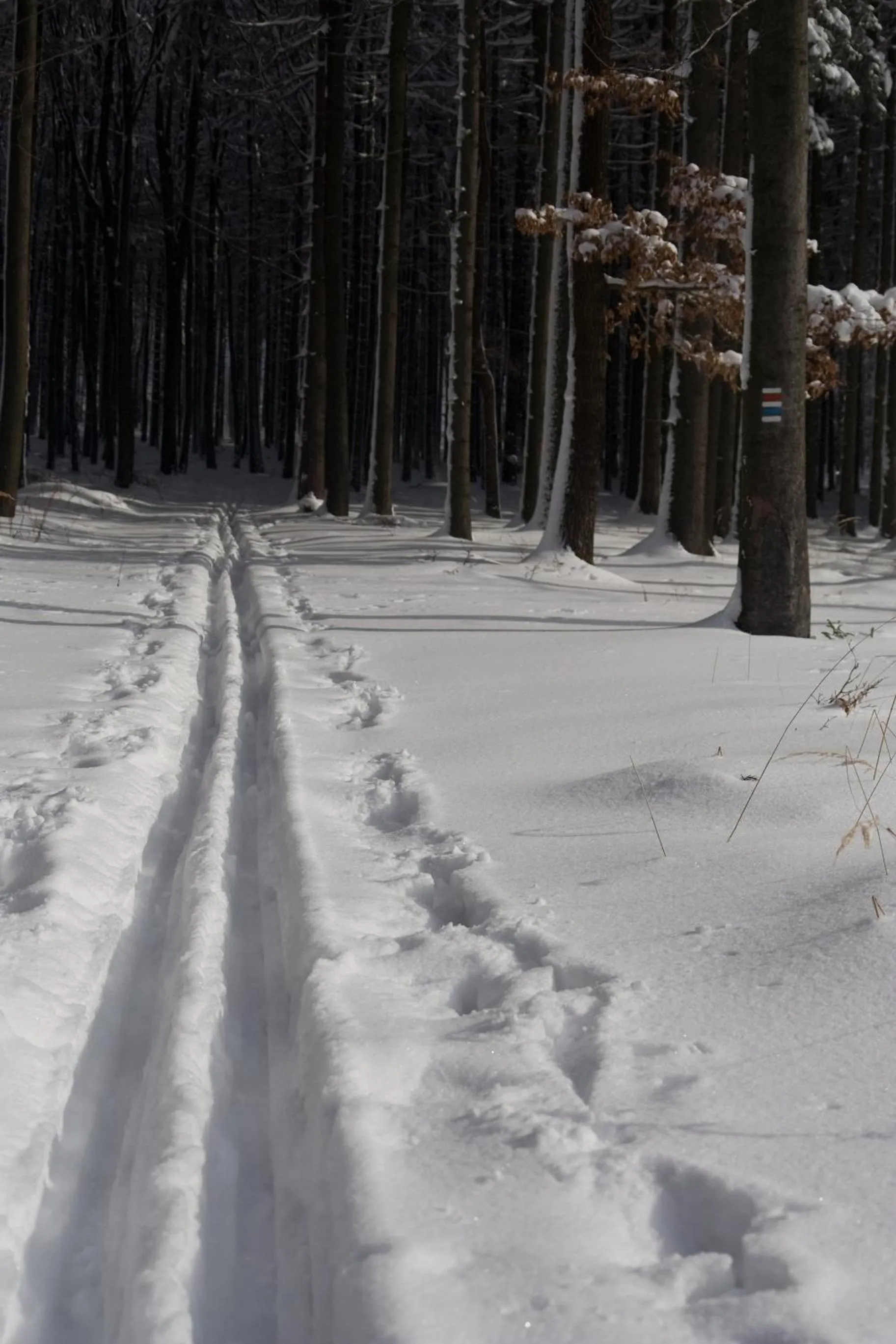 Skiing in Robert Frost Mountain Cabins