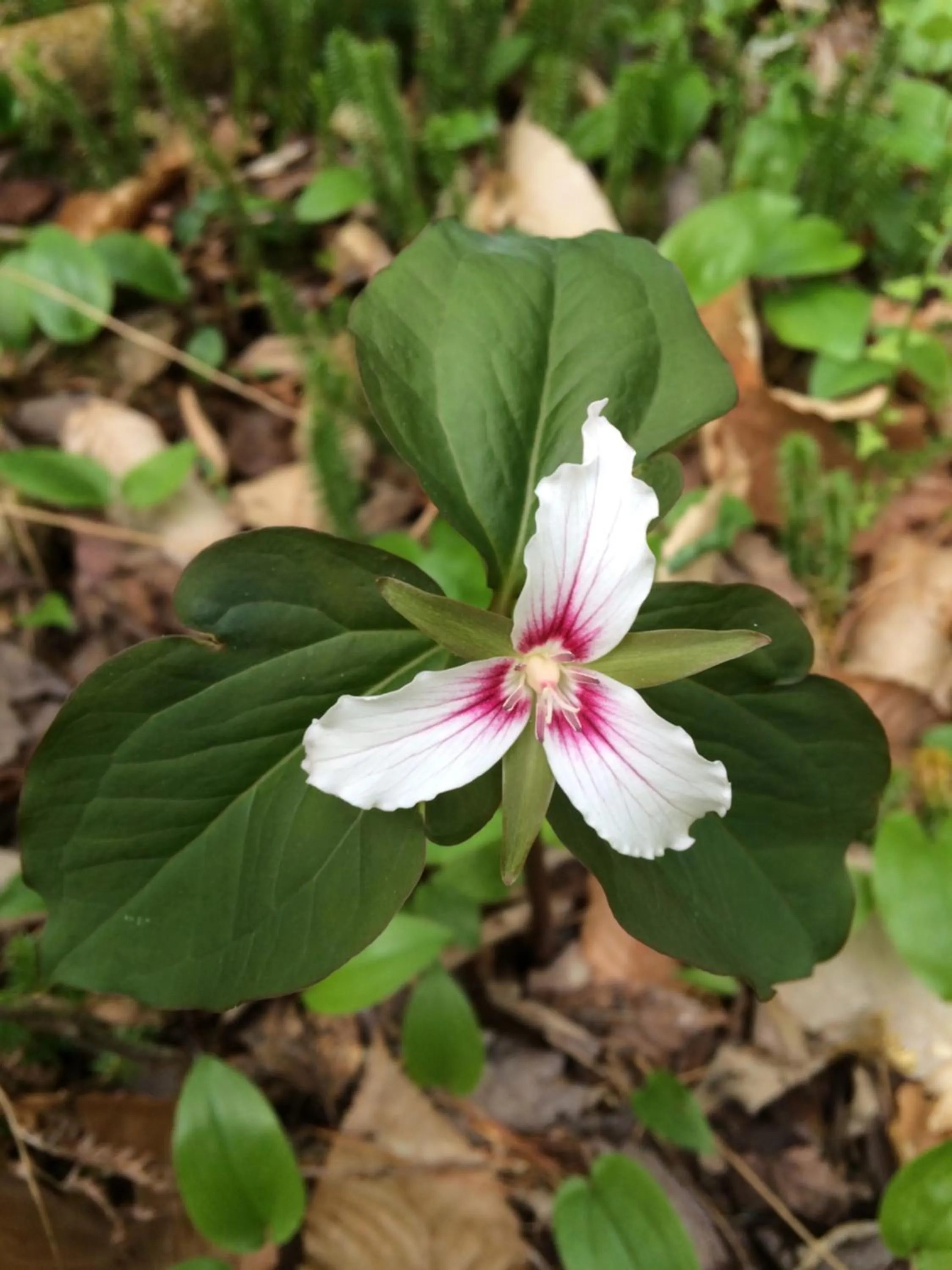 Robert Frost Mountain Cabins